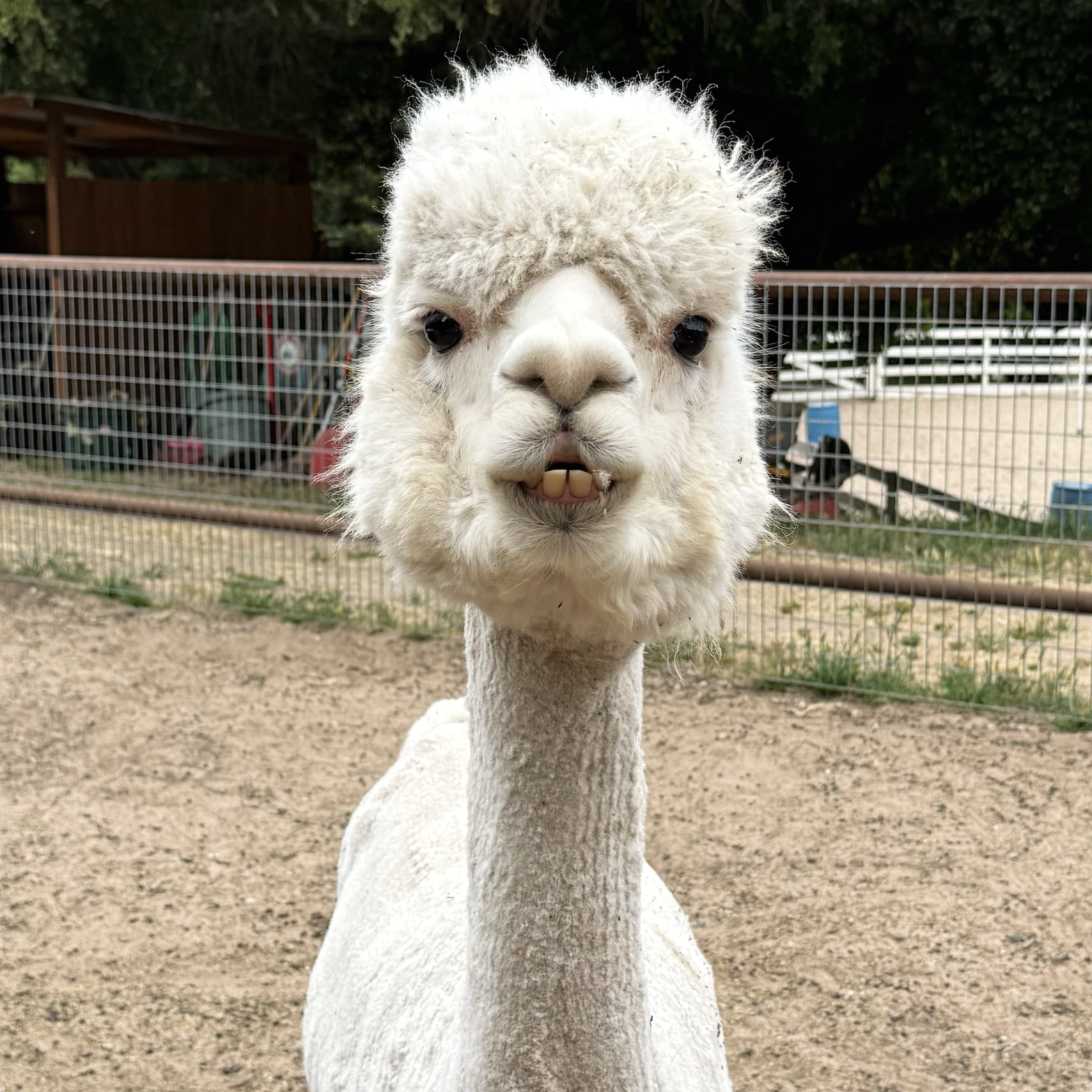 "Eddie" Van Halen / Alpaca