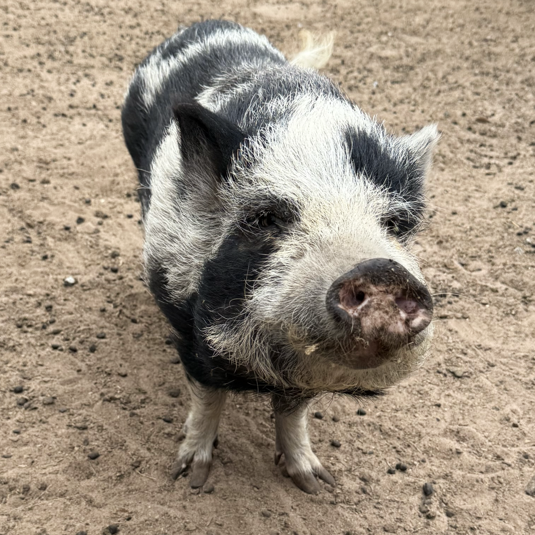 Wasabi  / Potbelly Pig