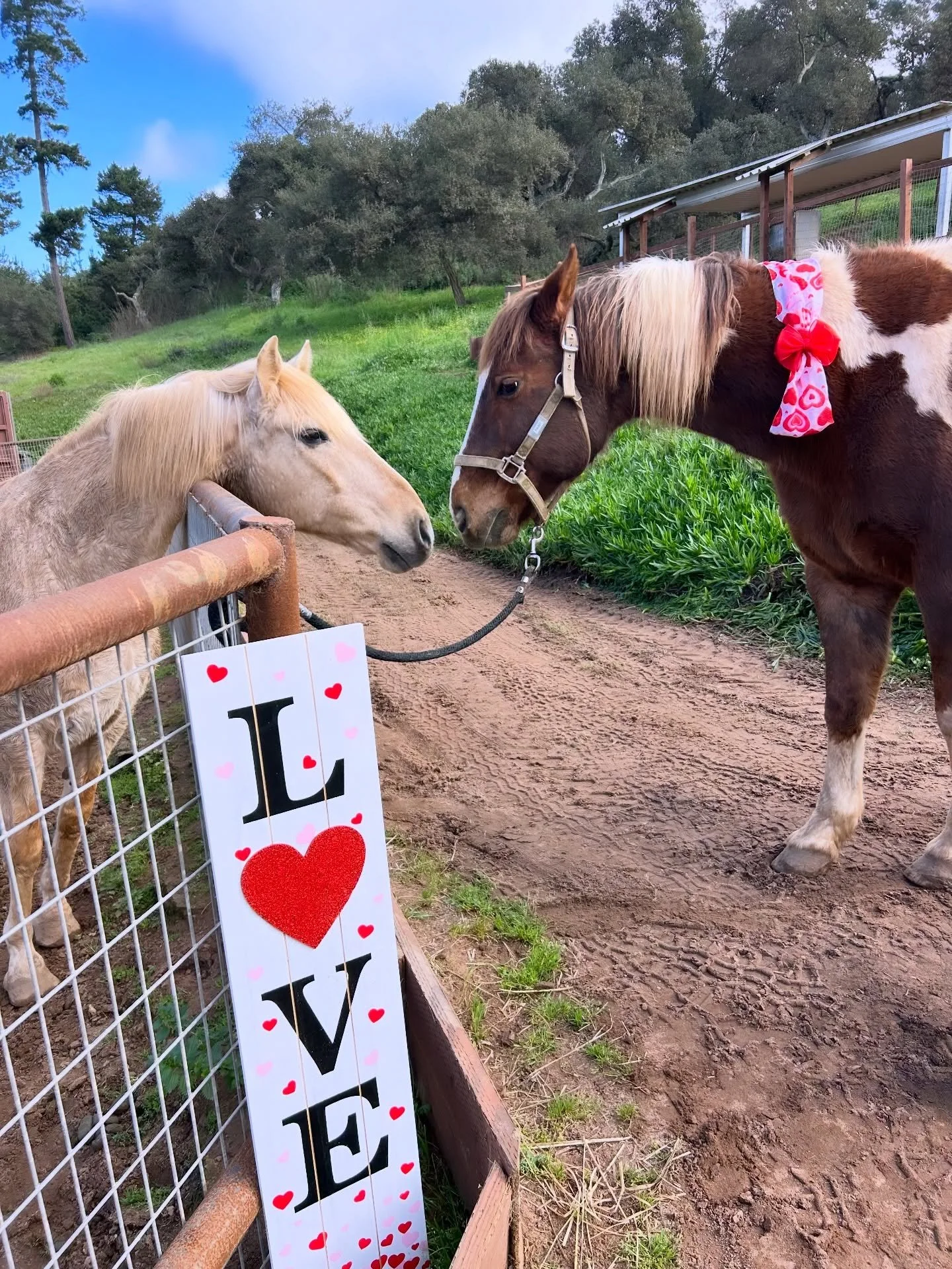 Valentine&rsquo;s weekend may be over, but our horses are IN LOVE with the little break from all this rain 💞☔️ 

Just a reminder that all classes resume as scheduled unless you hear otherwise from the office.

Stay safe and dry!