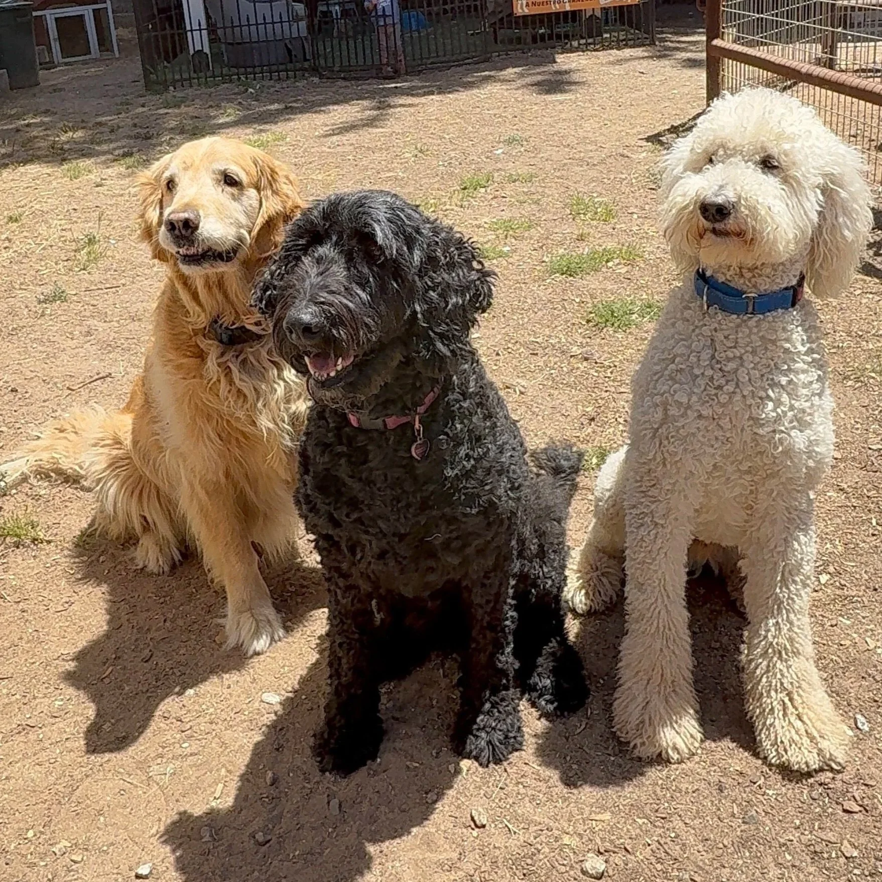Copper, Josie & Trooper / Ranch Dogs