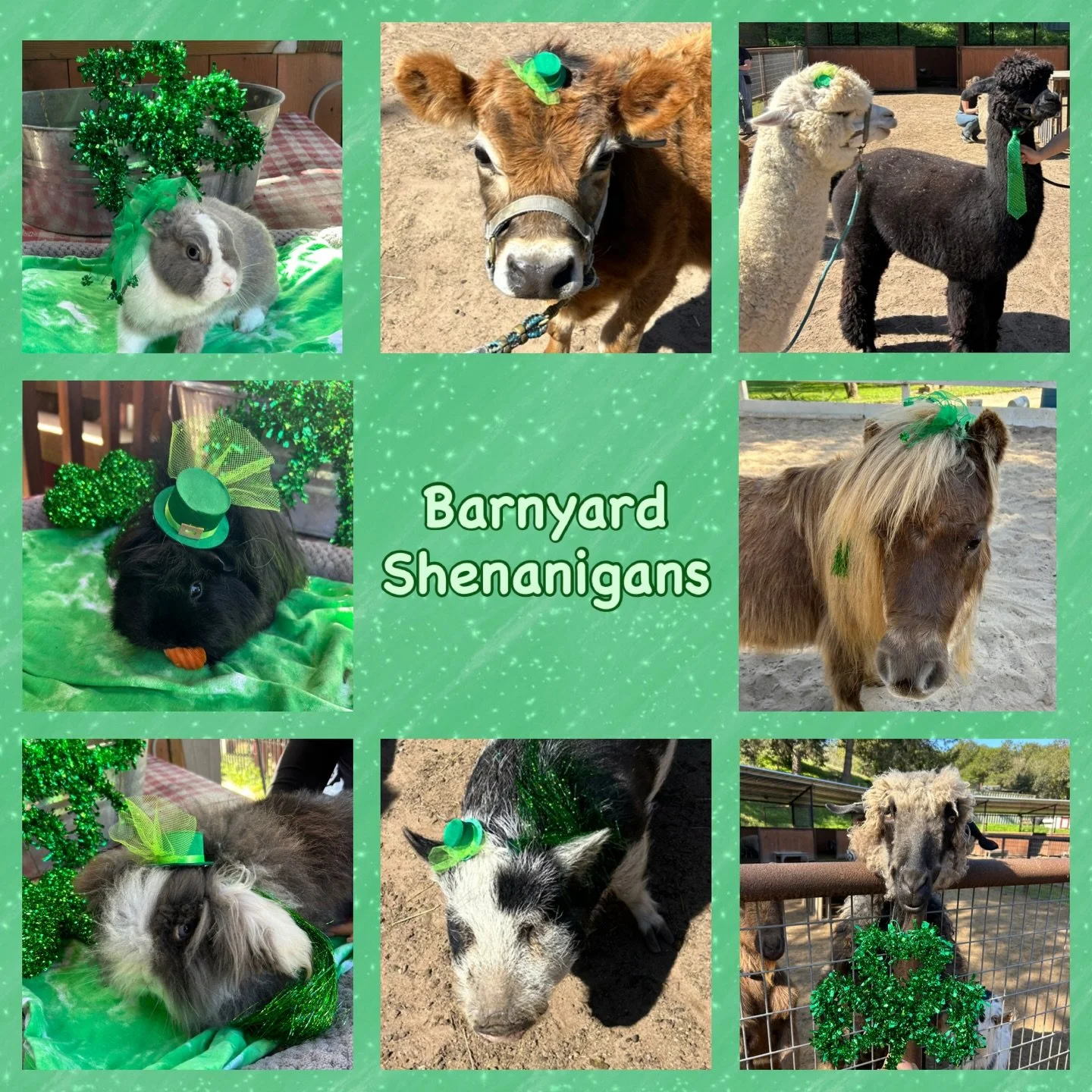 Just a little St. Paddy&rsquo;s Day mischief on the ranch 💚 Happy St Patrick&rsquo;s Day! 🍀