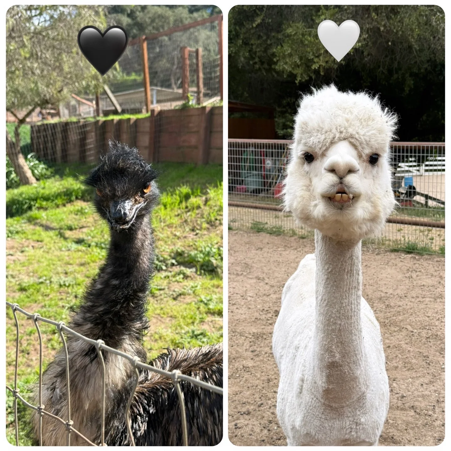 Let&rsquo;s play this or that with some of our ranch animals!

You can only pick ONE on each slide&hellip; 👀
It gets harder as you go.

Comment your answers using emojis ⬇️