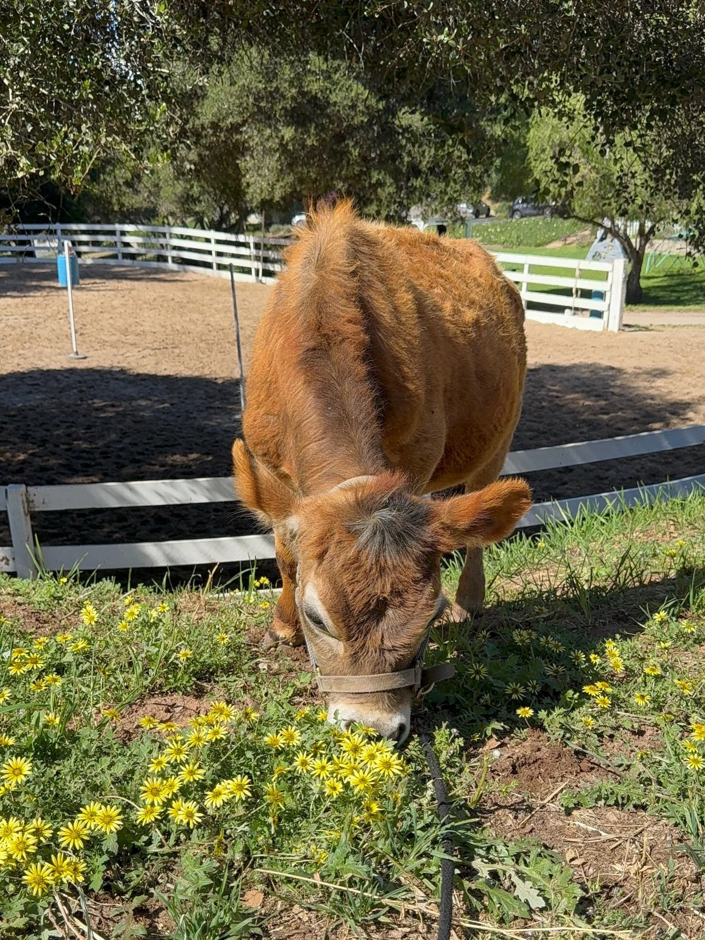 Elvis is getting braver every day 🤎

Little walks, new sights, and learning the world isn&rsquo;t so scary after all.