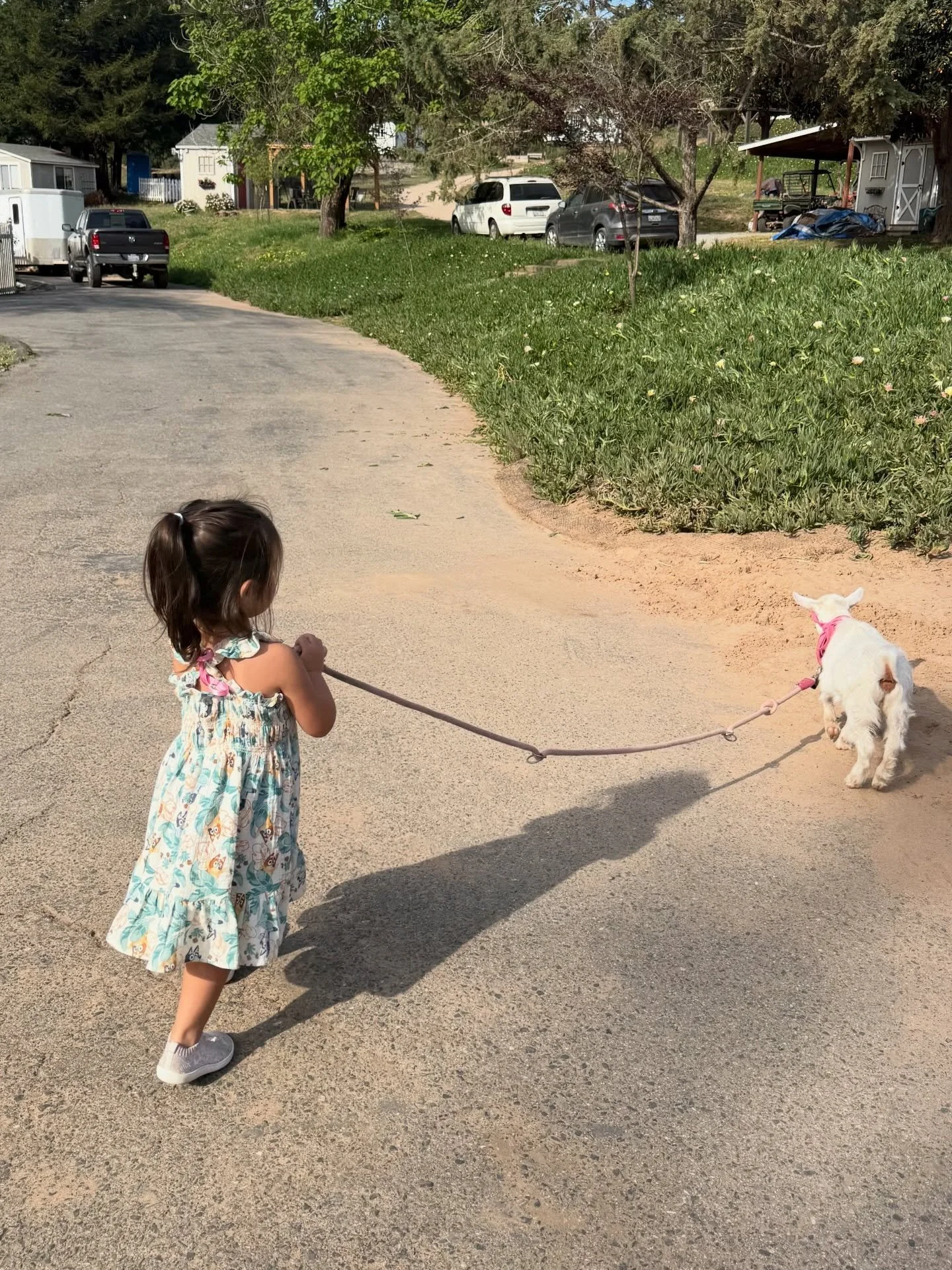 Little Sadie might be our sweetest new addition 🤍

Before she ever made it to the ranch, she had a really tough start, nearly dying at birth, accidentally eating nightshade, and facing a few early health complications. But this tiny girl is a fighte
