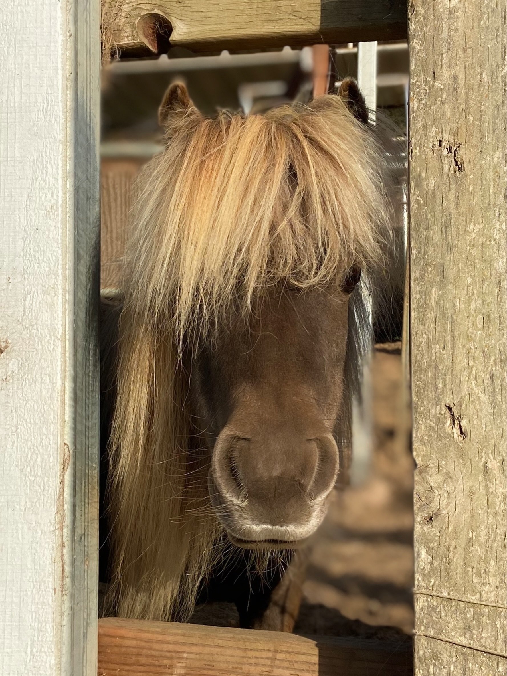 Meet Shelby 🤍 Our tiniest miniature horse with the biggest story to tell.

We&rsquo;re so excited to share that Shelby is getting her very own children&rsquo;s book: Shelby, the Little Horse Who Could!

The story is currently being illustrated and w
