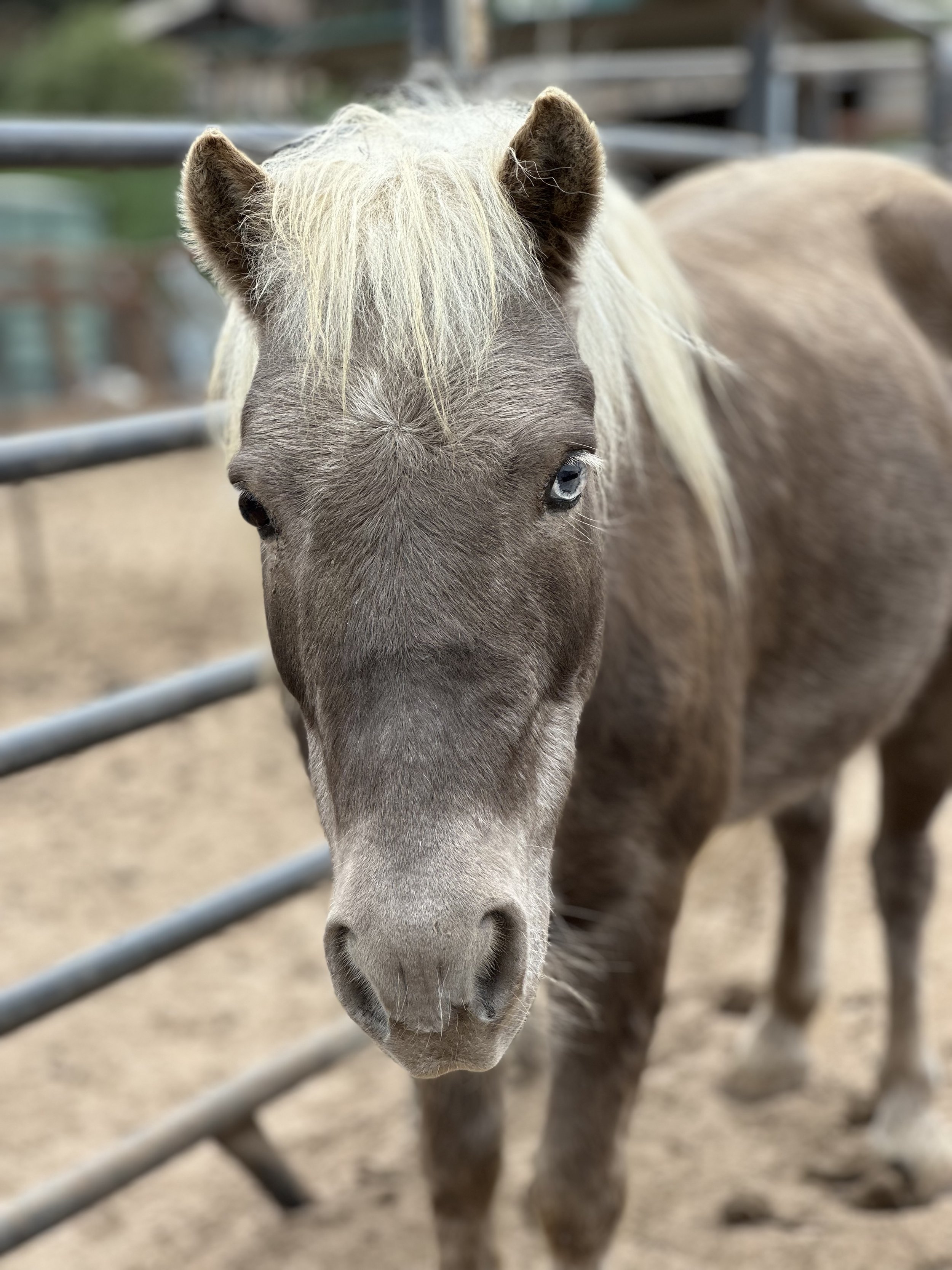 Popcorn / Miniature Horse