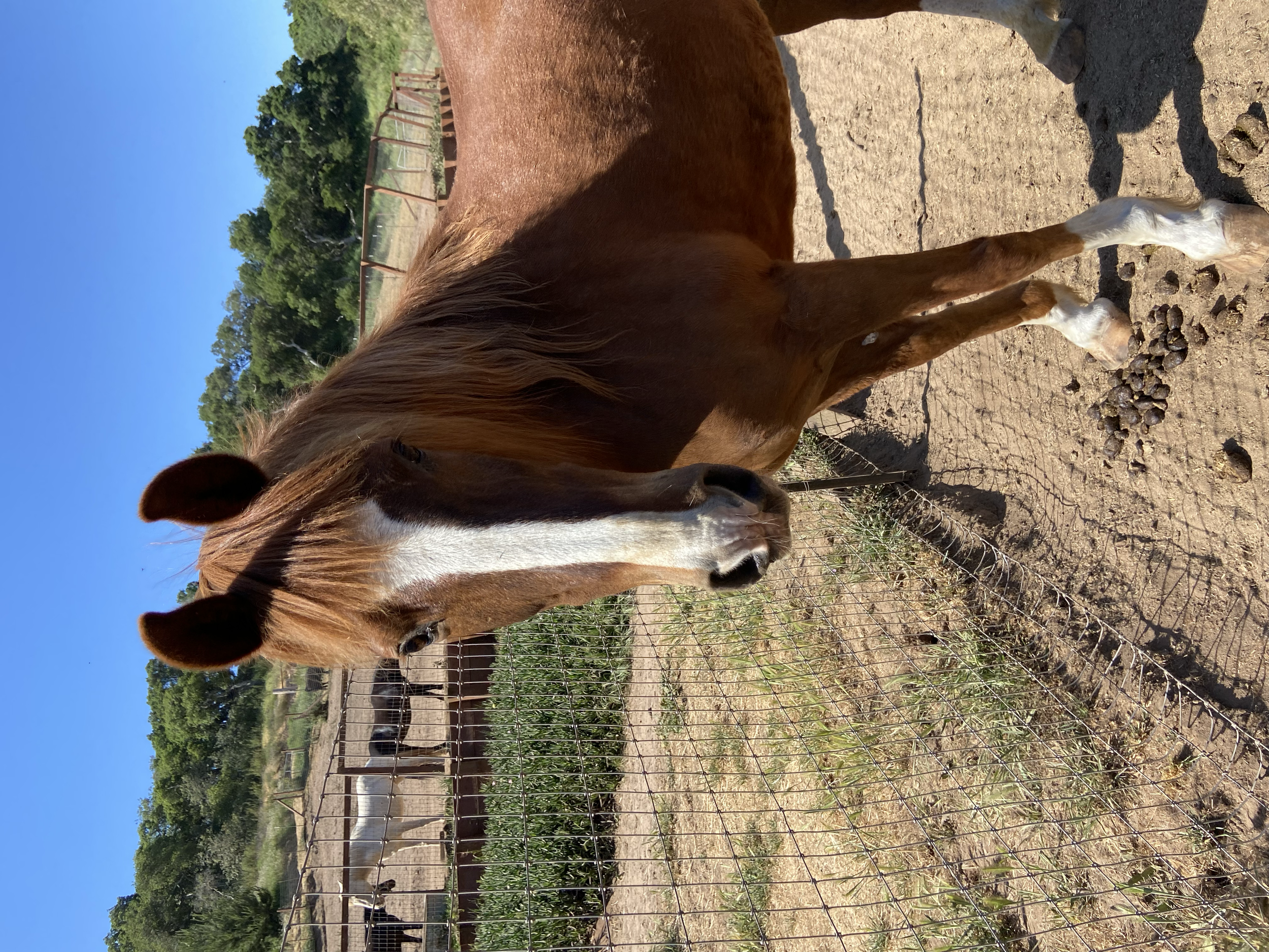 Baston / Peruvian Paso H