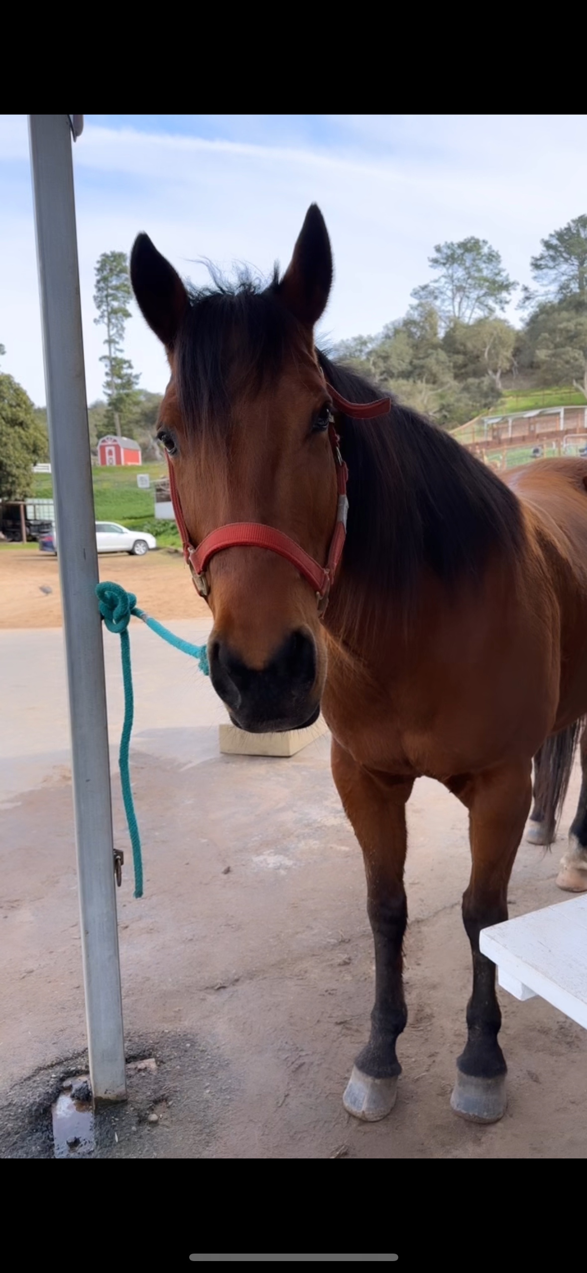 Autumn / Quarter Horse