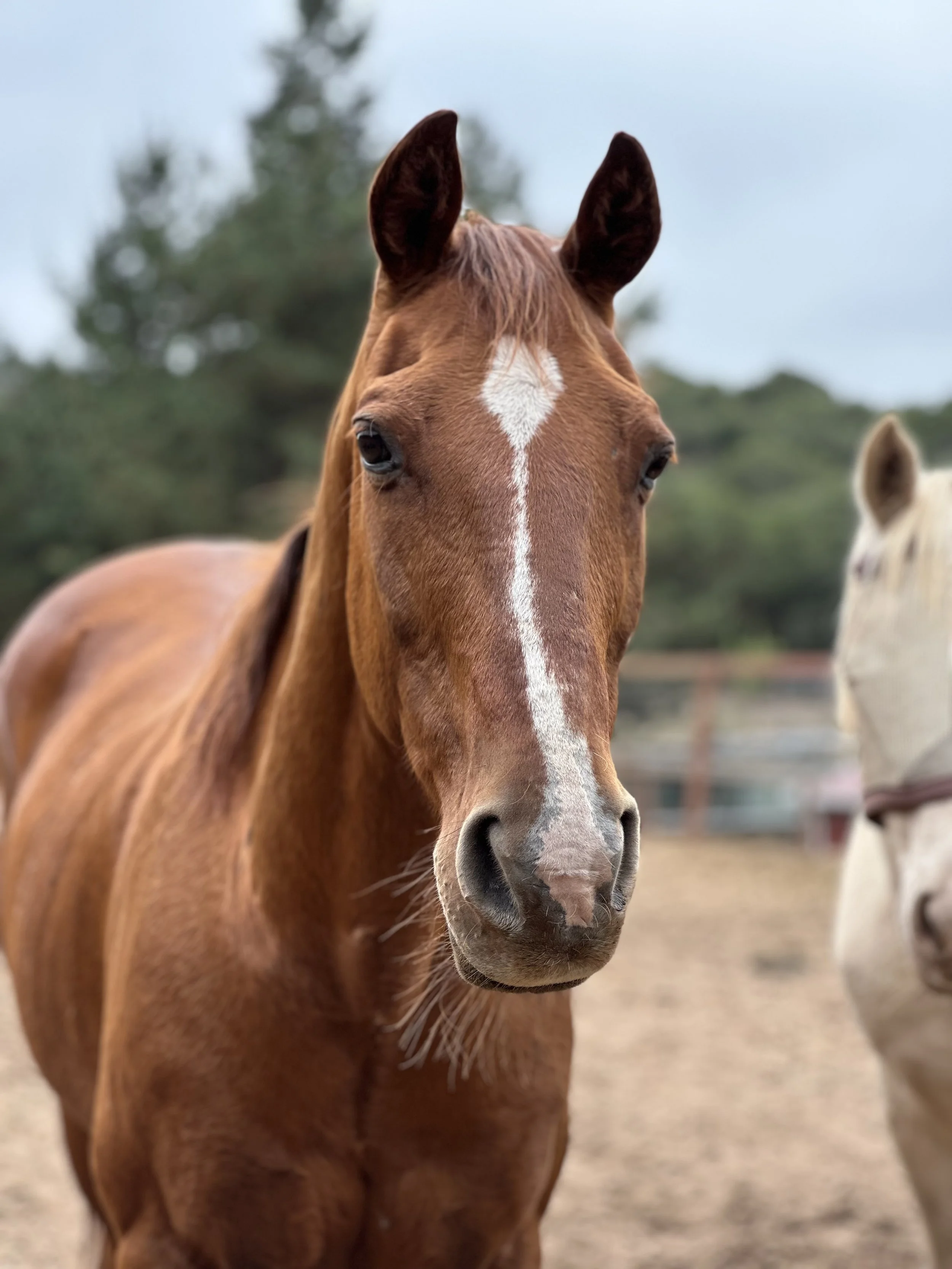 Badger / Quarter Horse