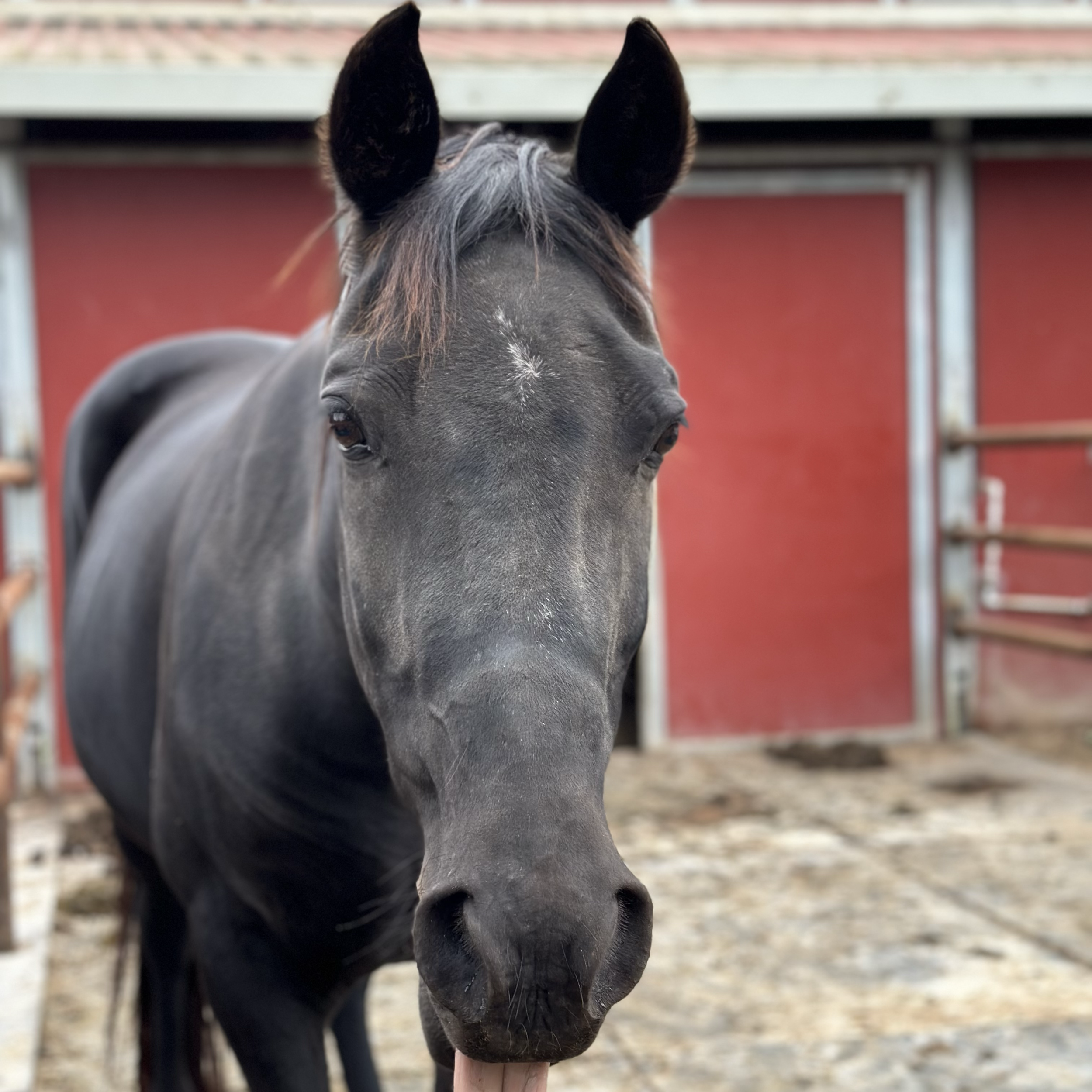 Denver / Rocky Mountain Horse