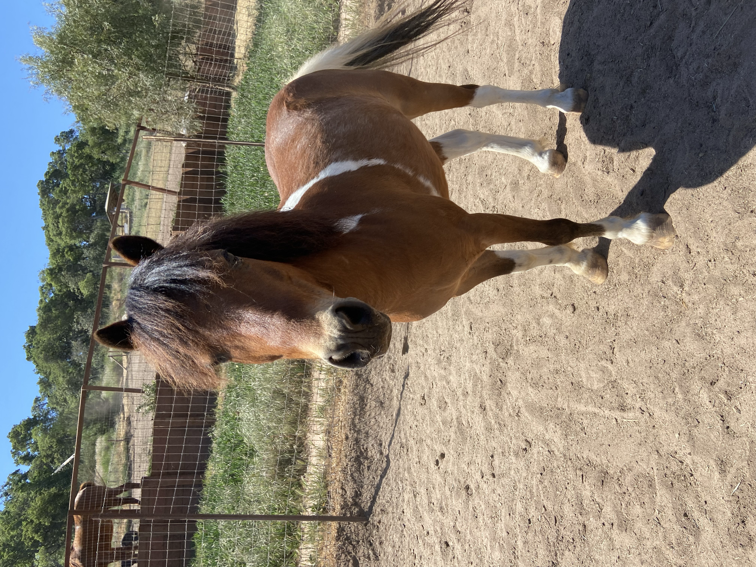 Jasper / Shetland Pony