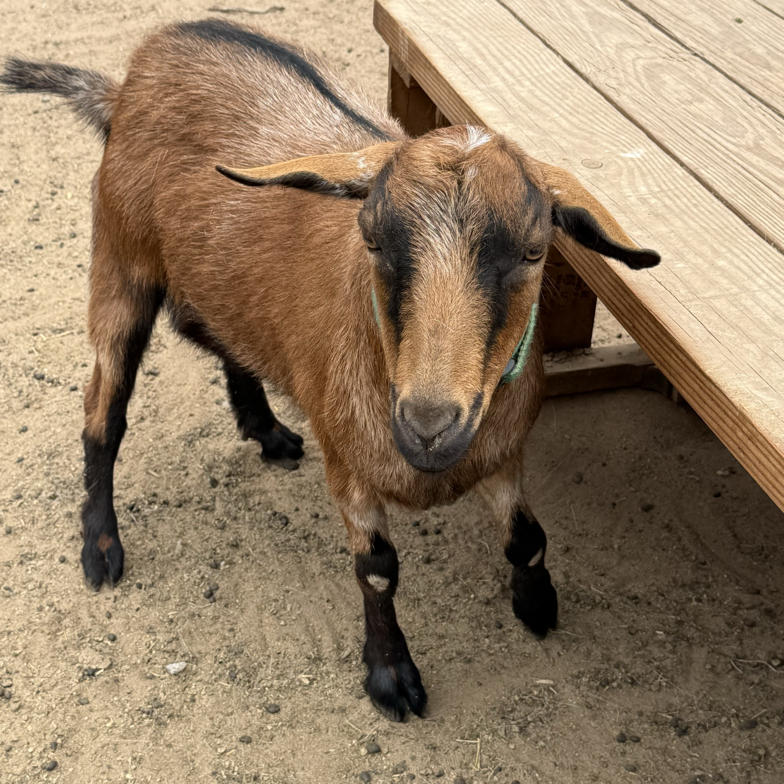 Patrick / Fainting Goat