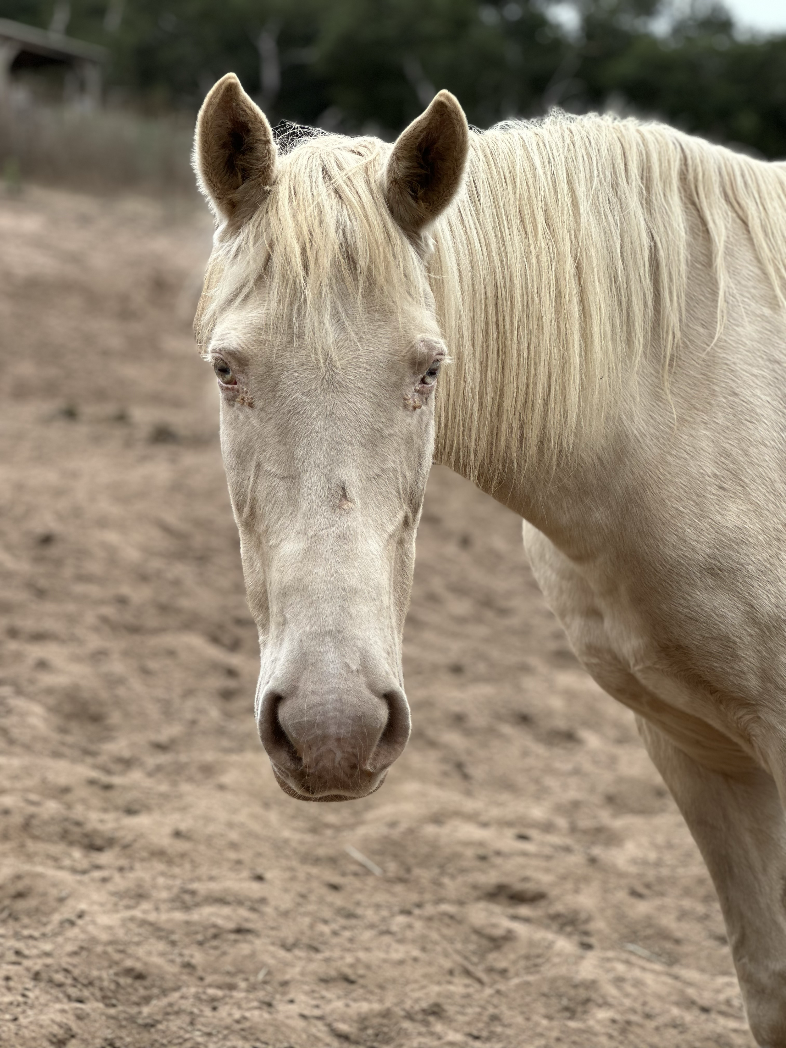 Bella / Mustang Horse