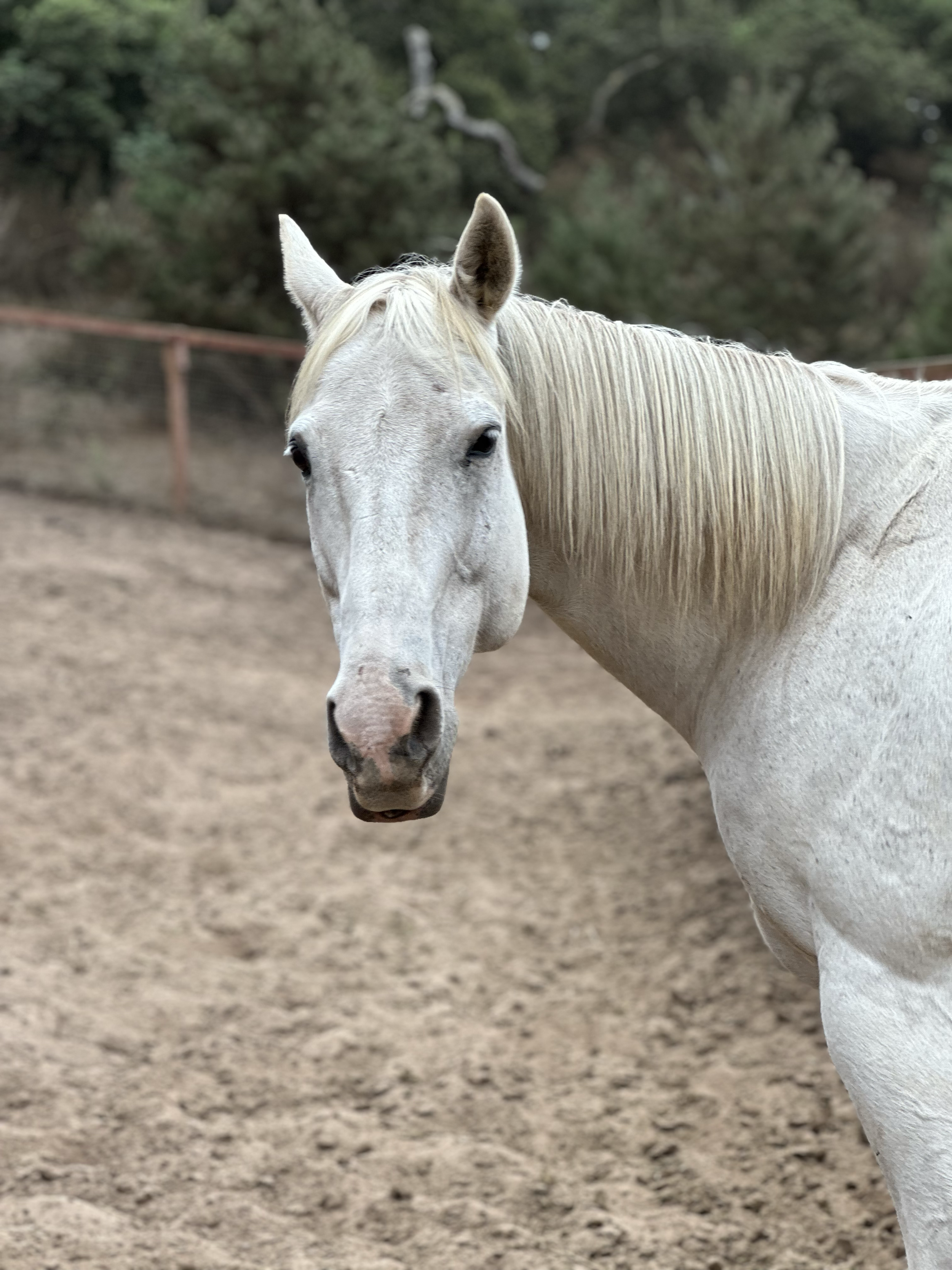 Gator / Thoroughbred Horse