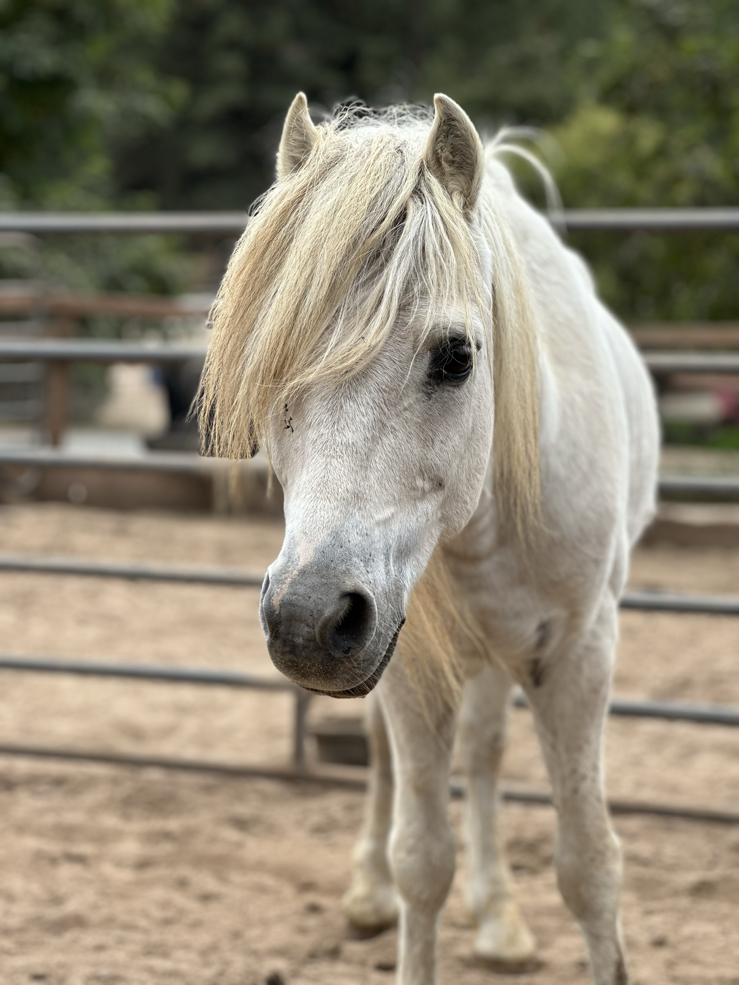 Angel / Miniature Horse