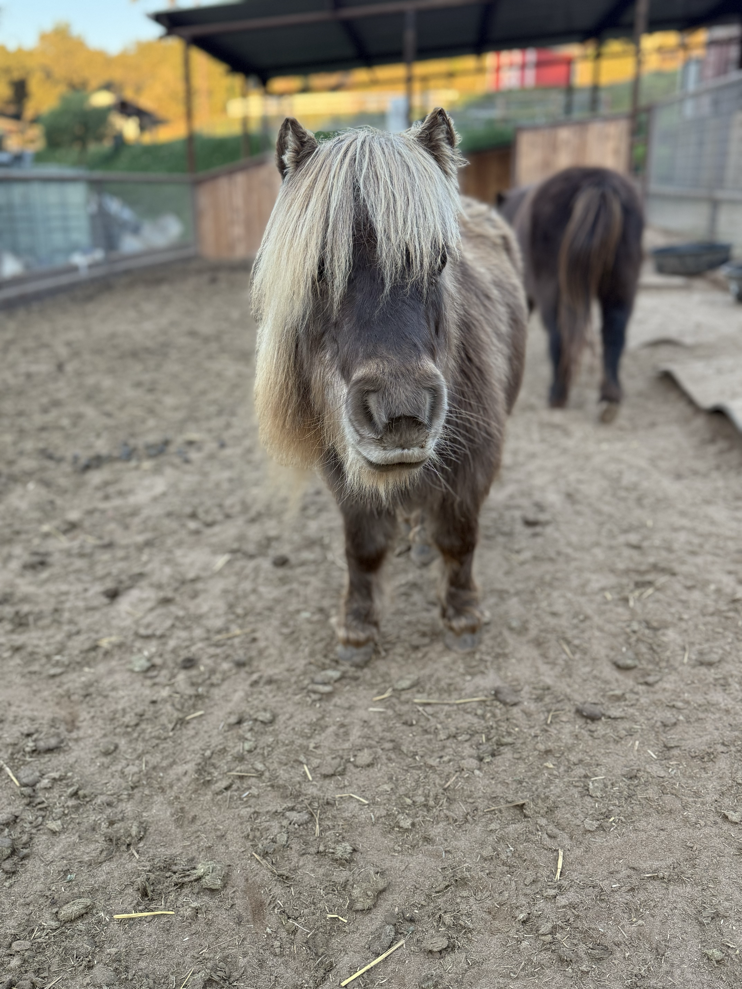 Shelby / Miniature Horse