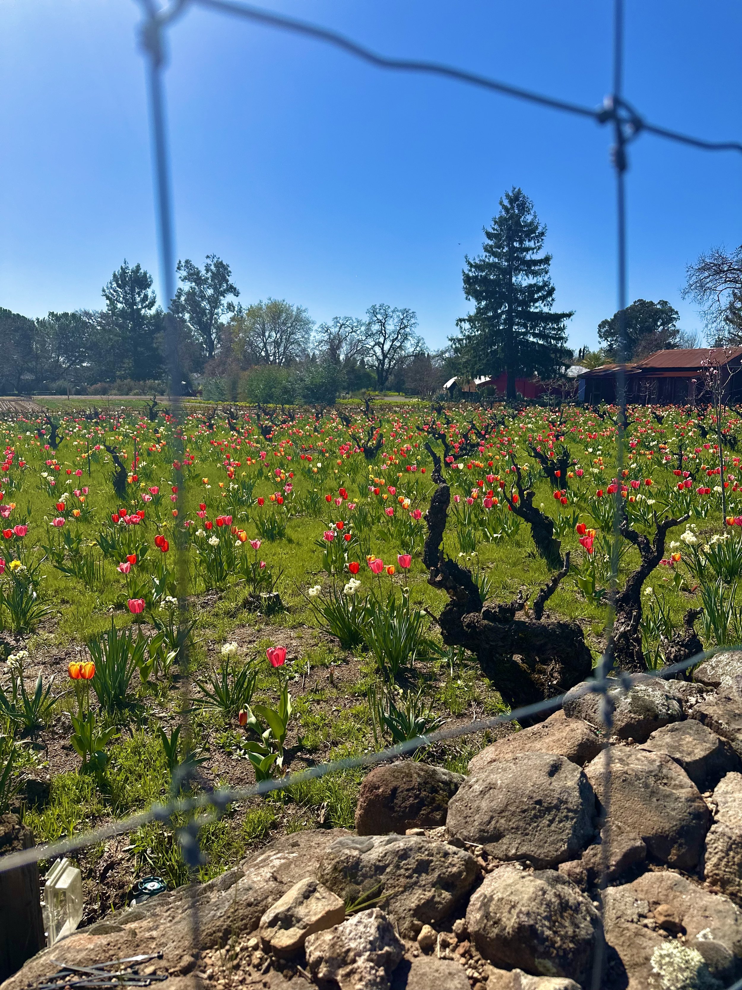 A field of blooming tulips behind a rocky fence and a wire fence, with trees and a barn in the background under a clear blue sky.