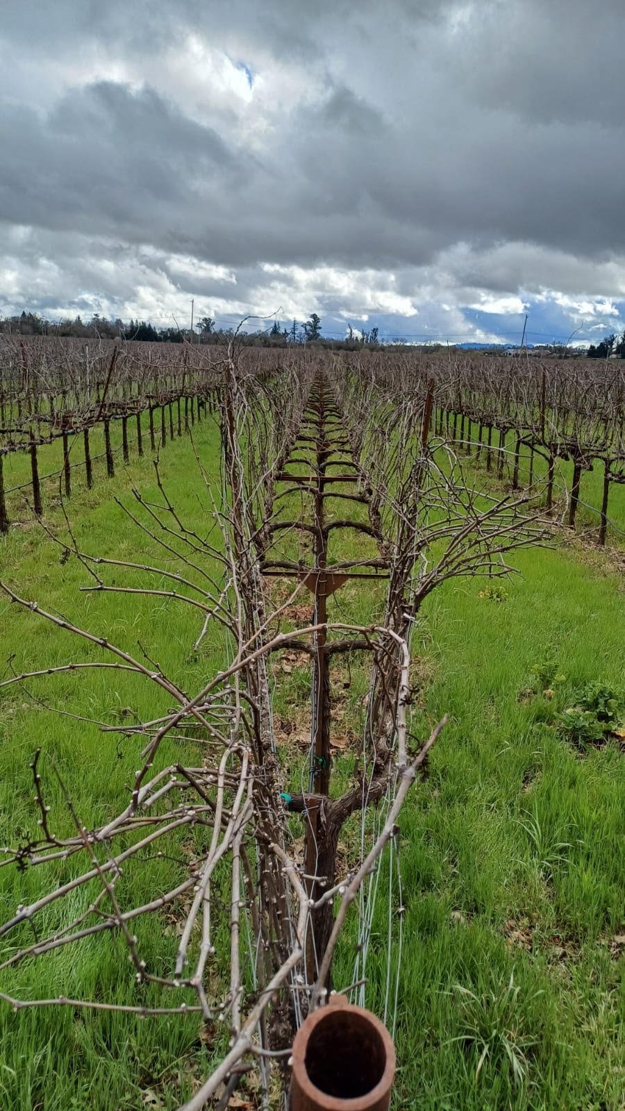 Vineyard with dormant grapevines under cloudy sky, green grass between rows, and distant trees.