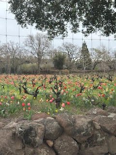 A garden with blooming tulips and a stone border, surrounded by trees and a wire fence.