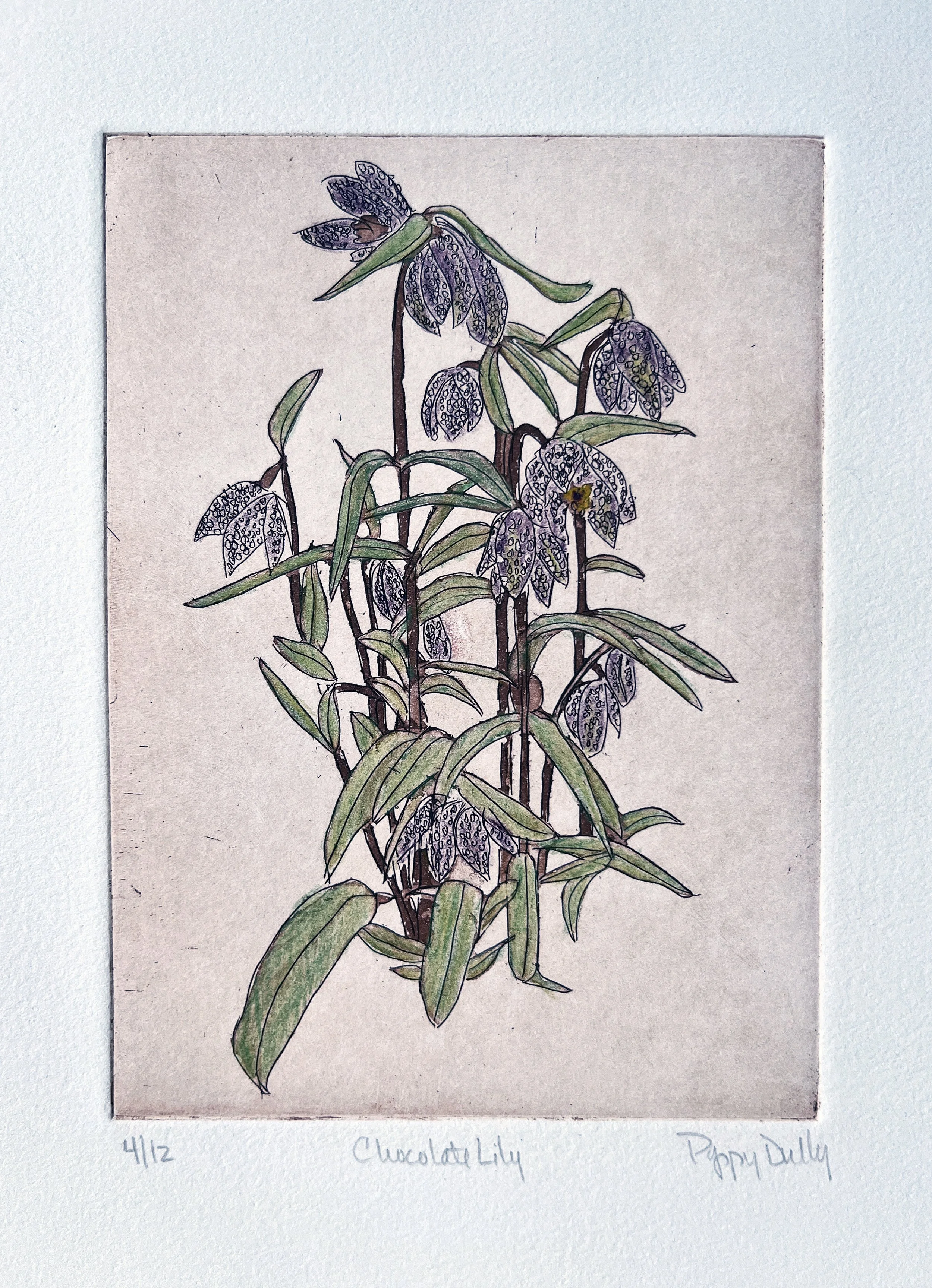 Chocolate Lily