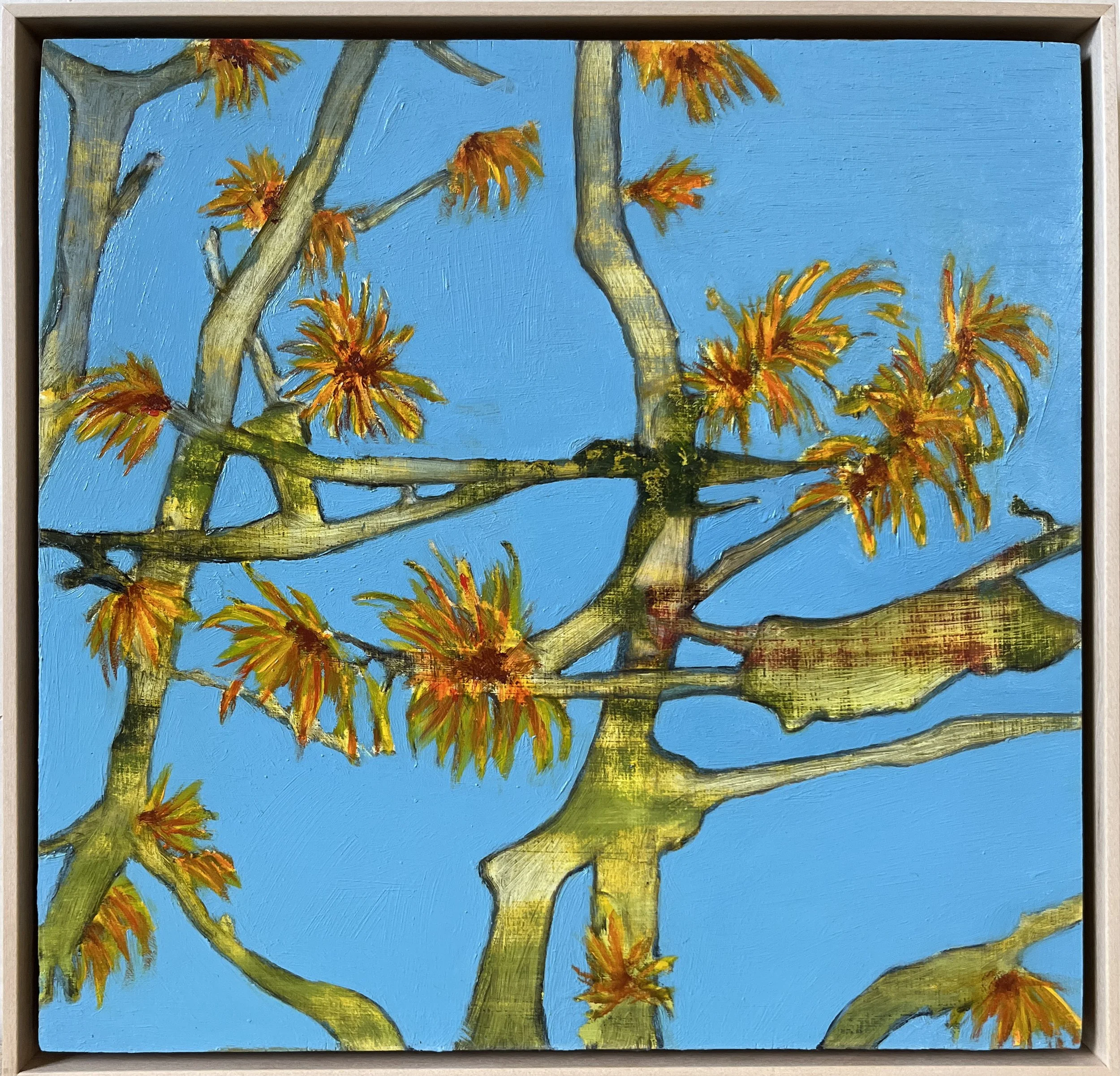 Witch Hazel - February