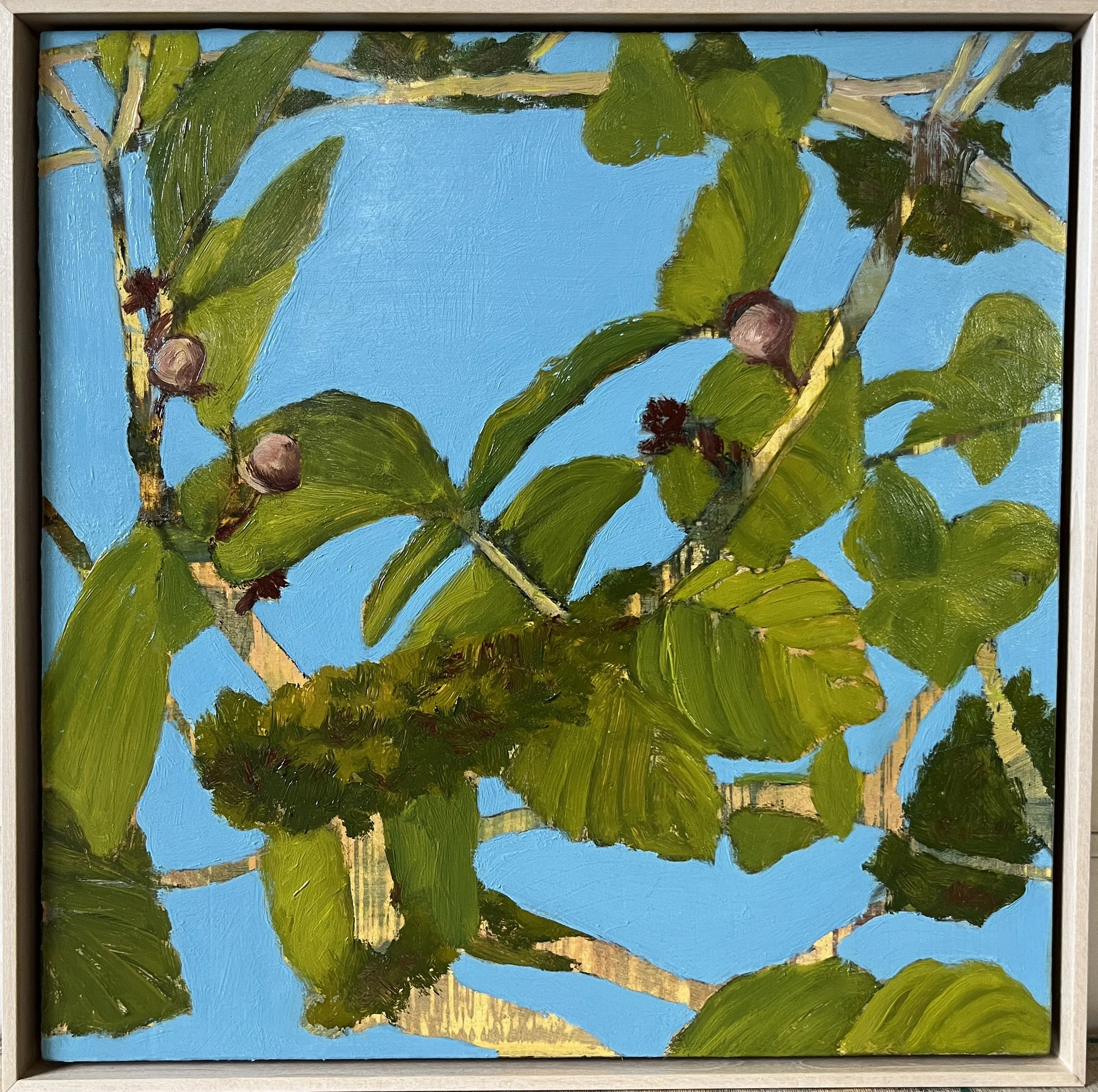 Witch Hazel - July
