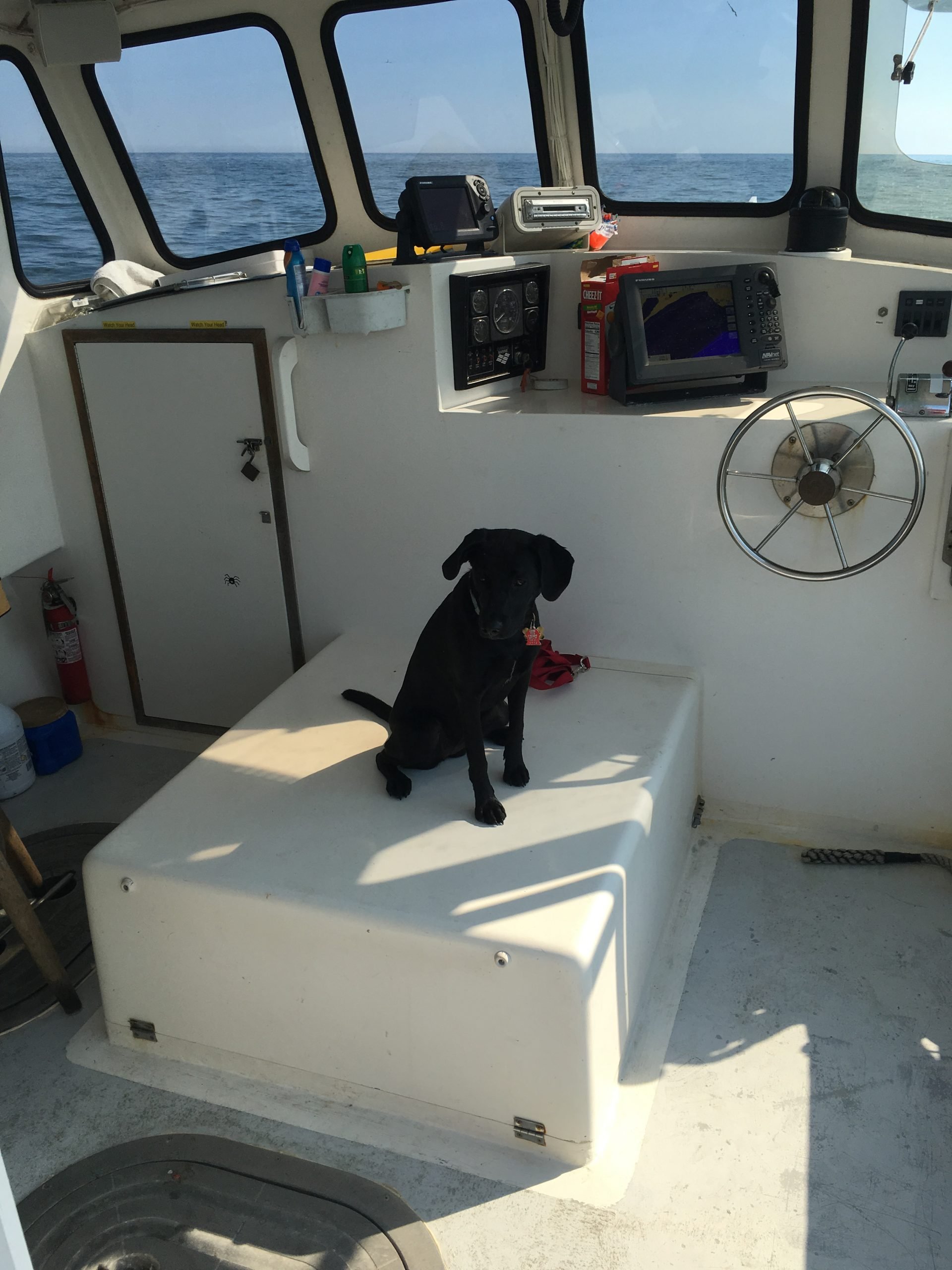 black dog on a boat in nh coastal waters