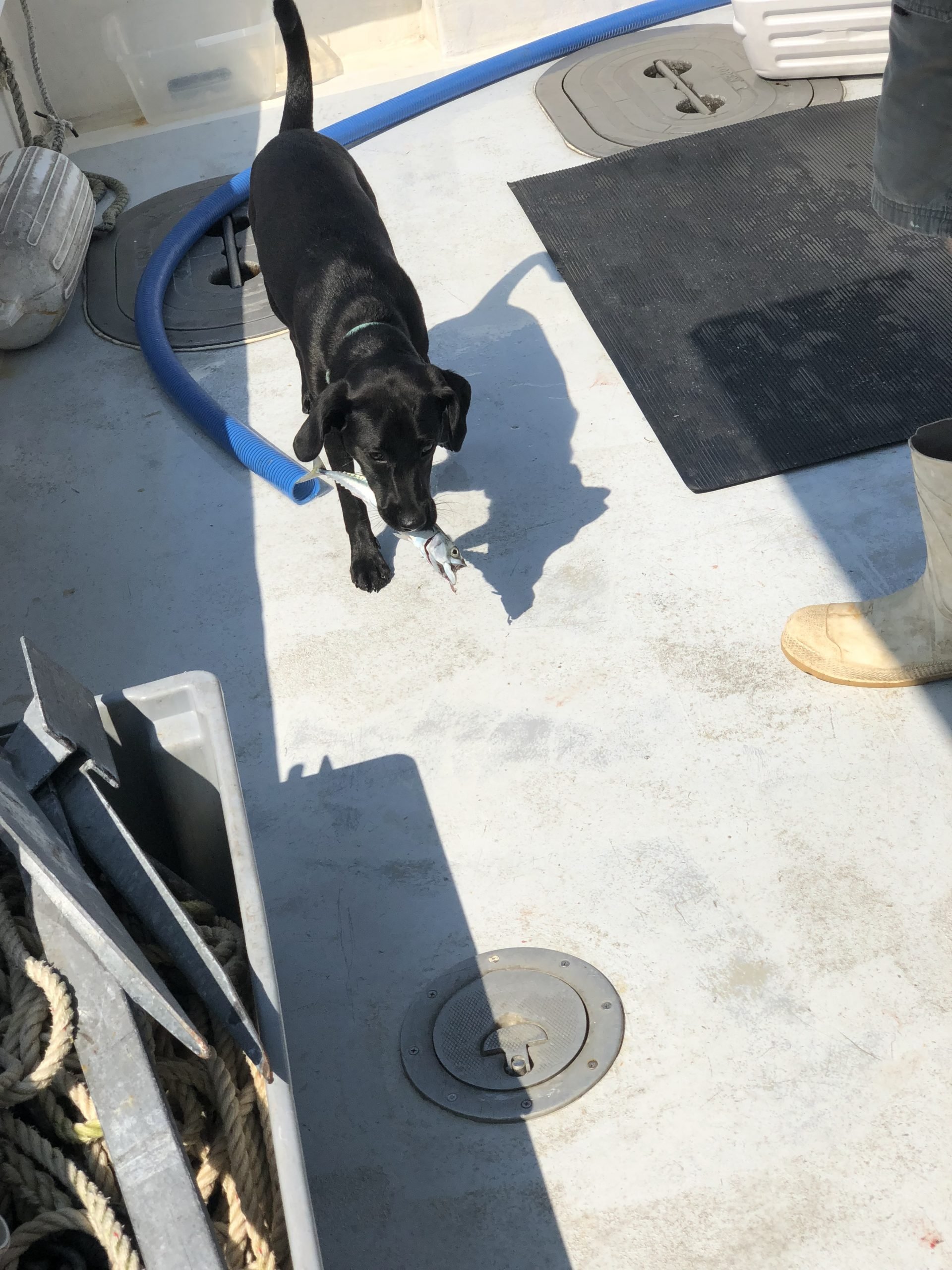 black dog holding a fish in mouth on a fishing charter