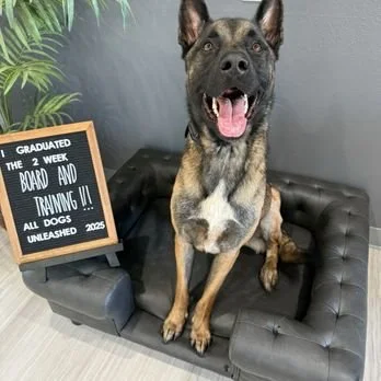 DogCentric Society