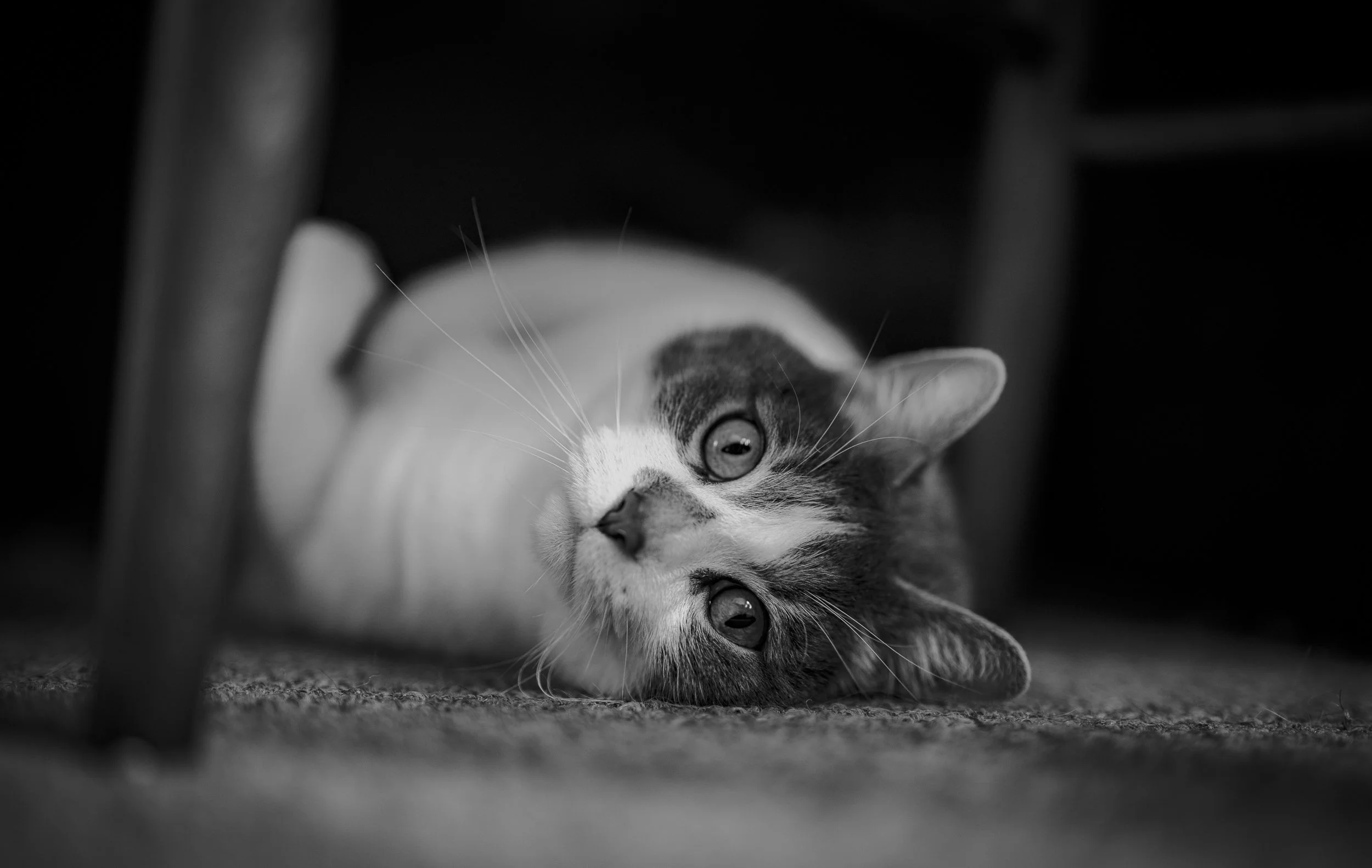 DSC09952.jpg