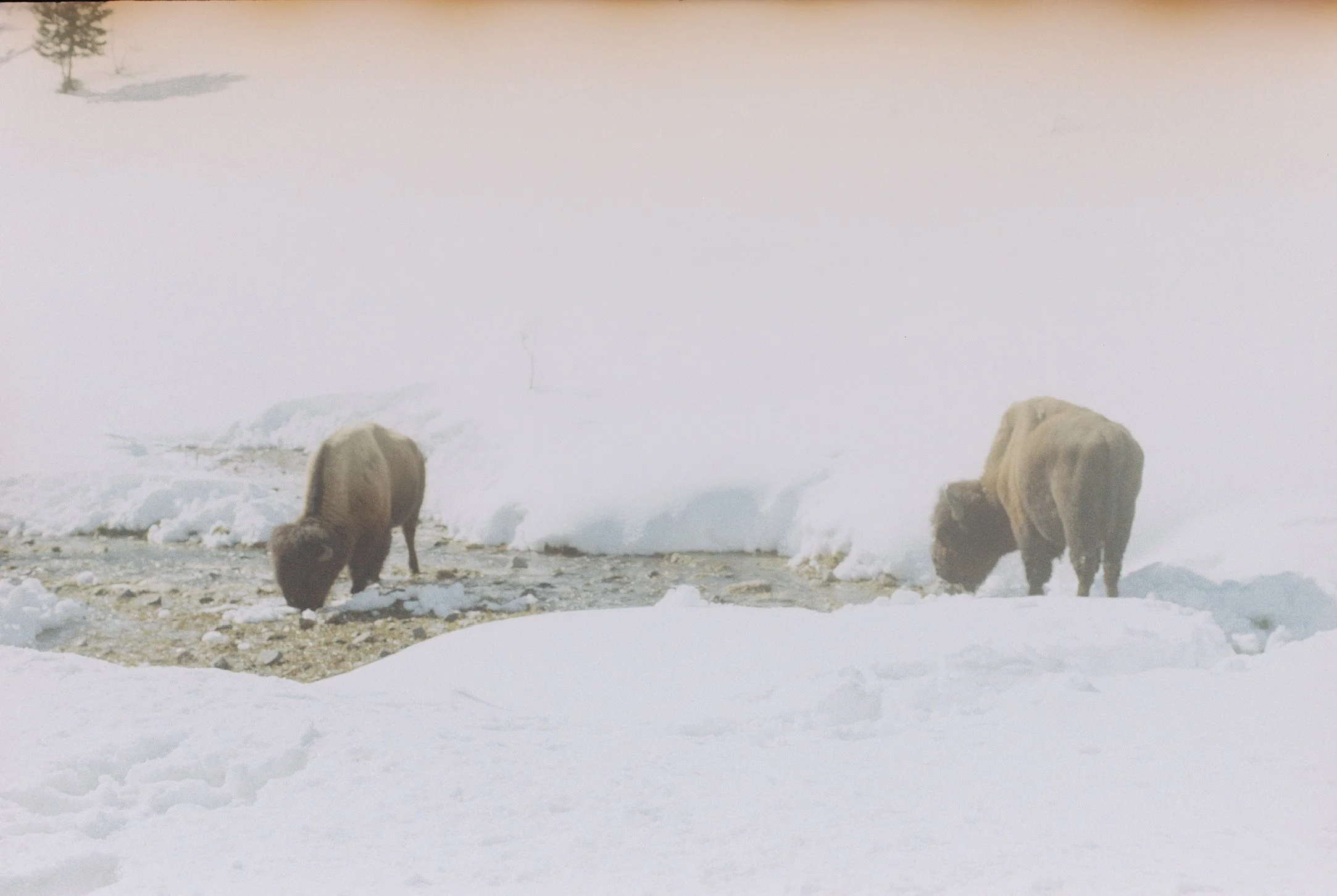 50ED8508-7A62-4648-BB68-D044A6651CE3_1_102_o.jpeg