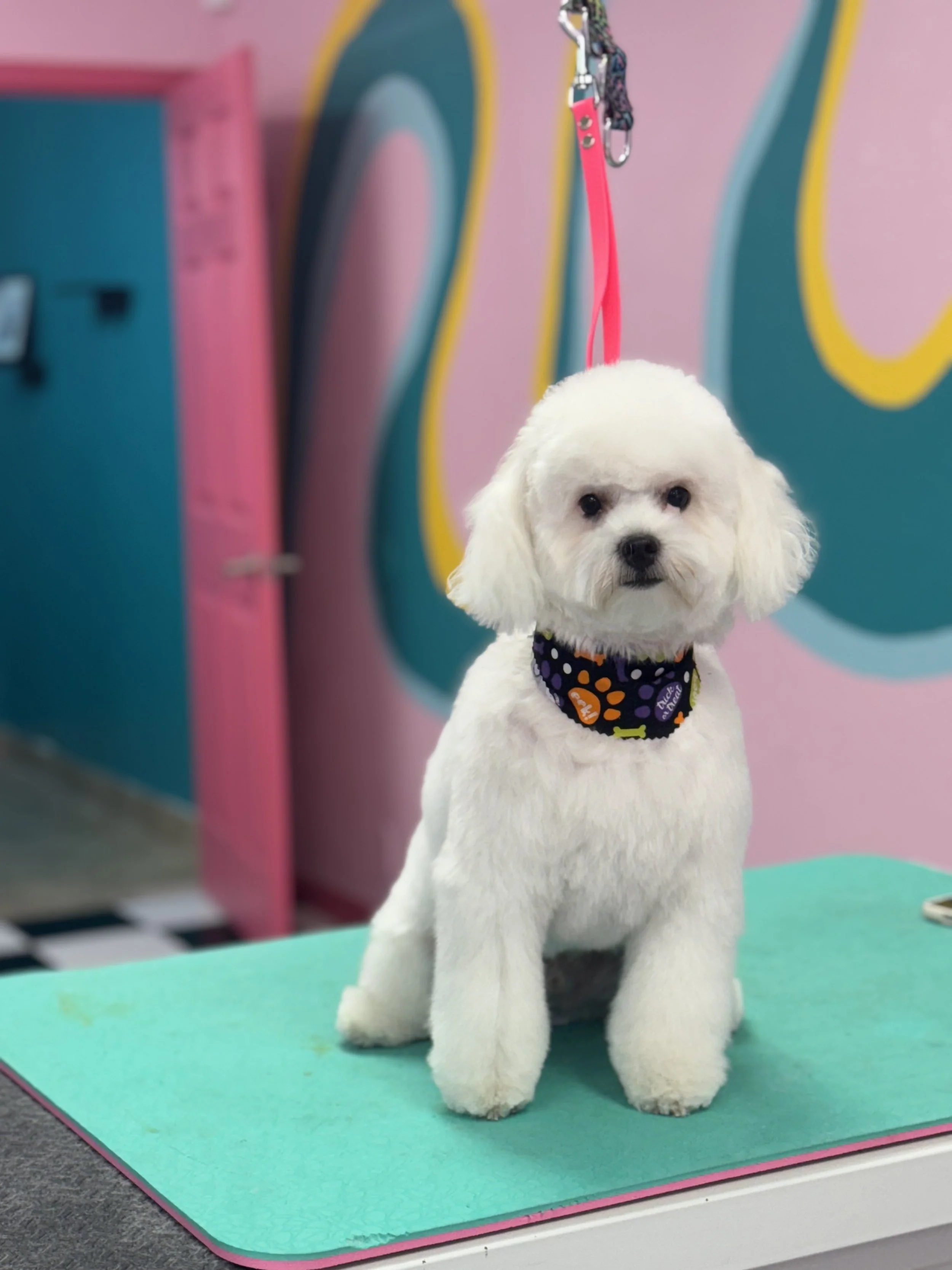 New clients — Creative Paw Spa