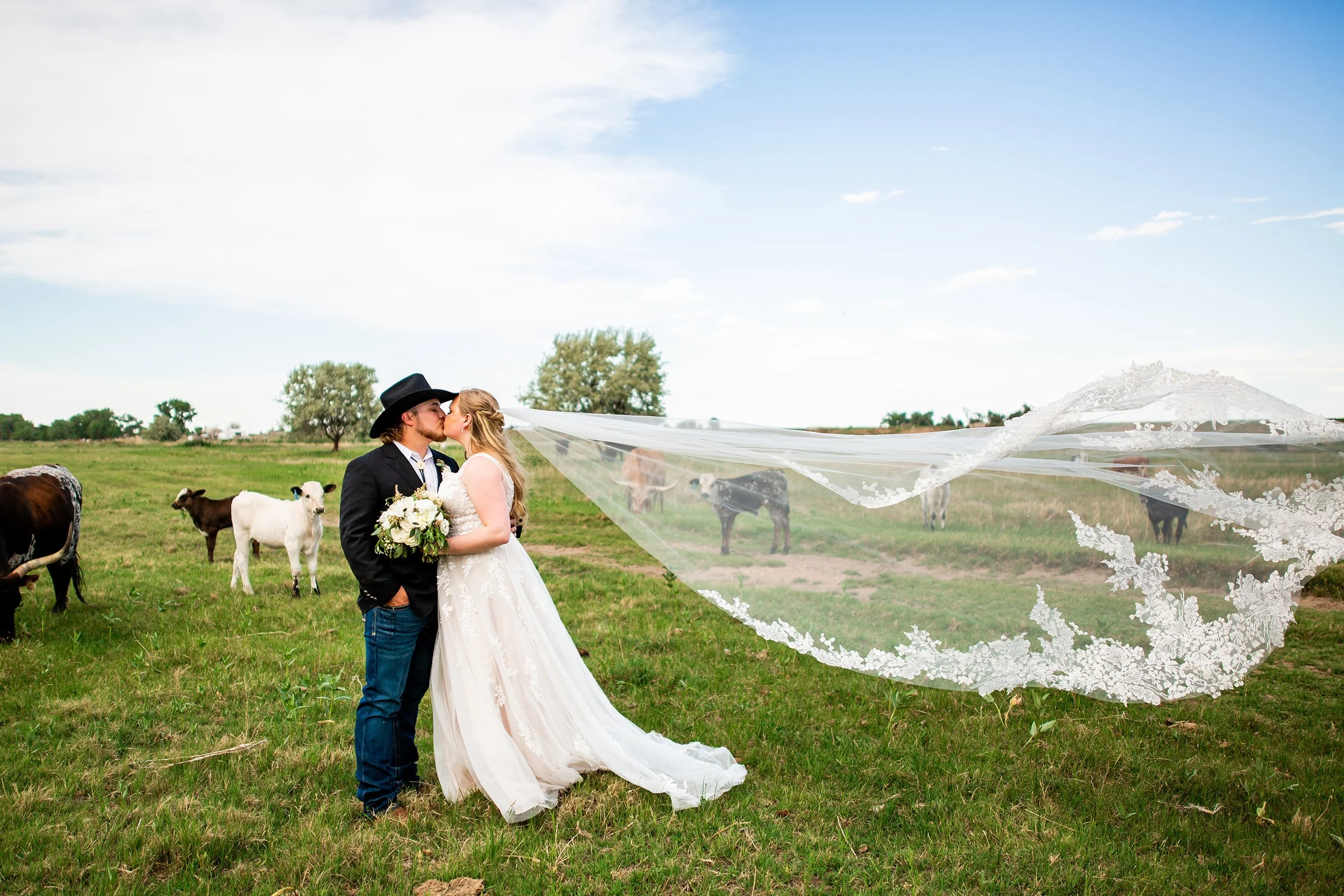Bride and groom kissing in a field with cows at a farm wedding venue in Colorado