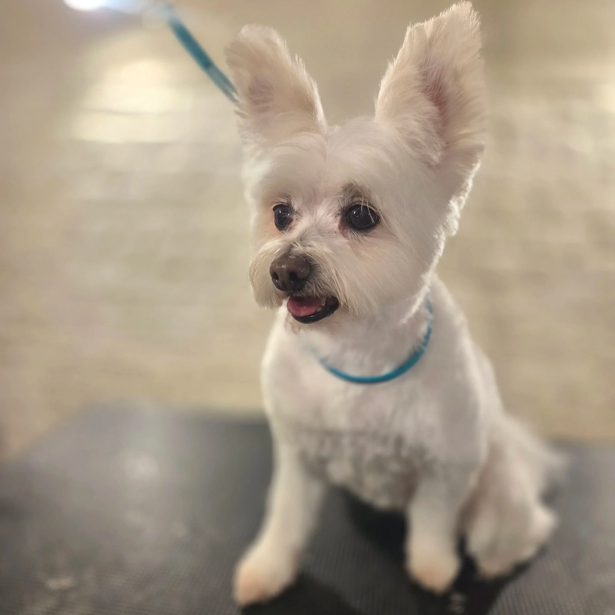 Cross breed full groom at one-to-one grooming studio East End Groomers in Plaistow, East London