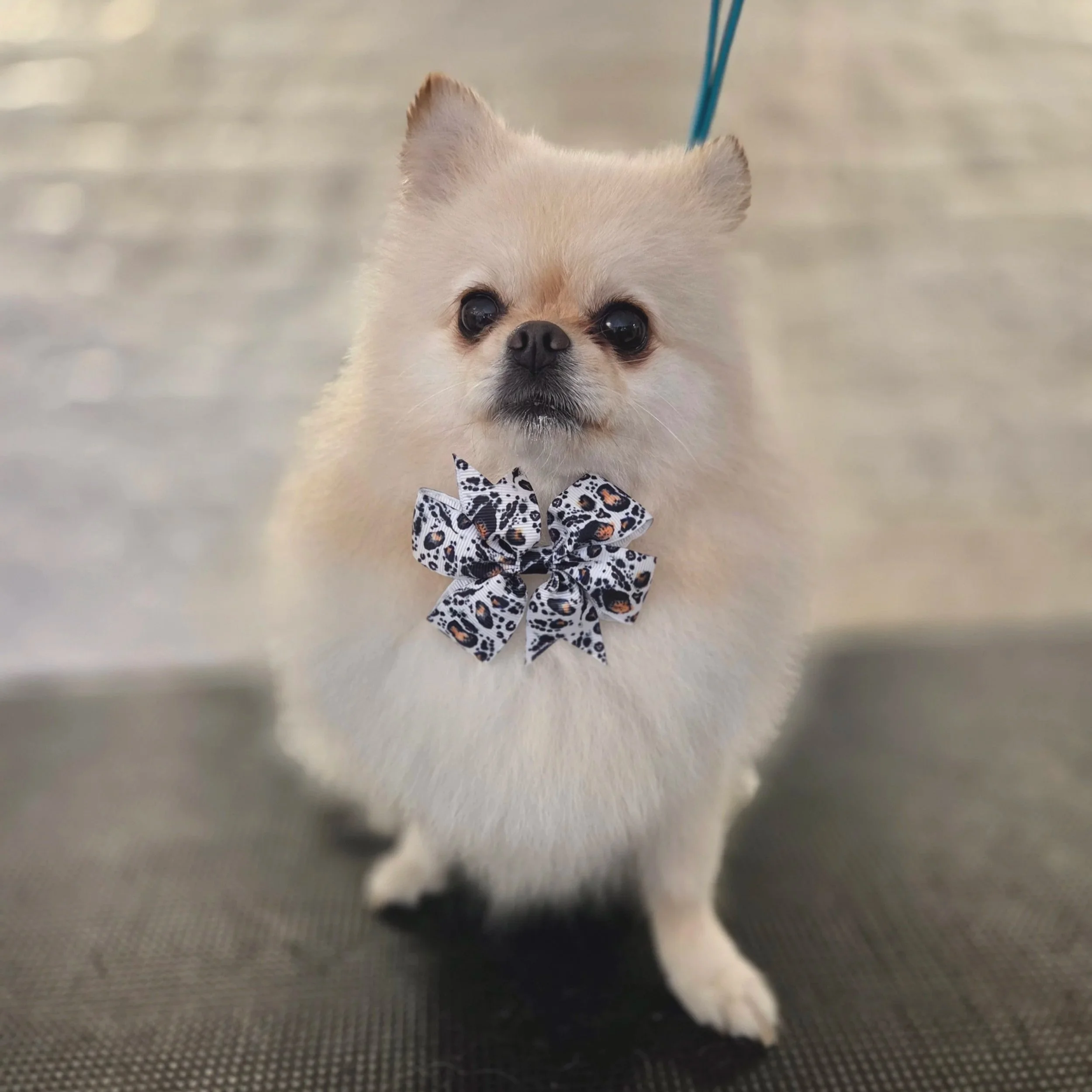 Pomeranian wash & tidy at East End Groomers in Plaistow, East London