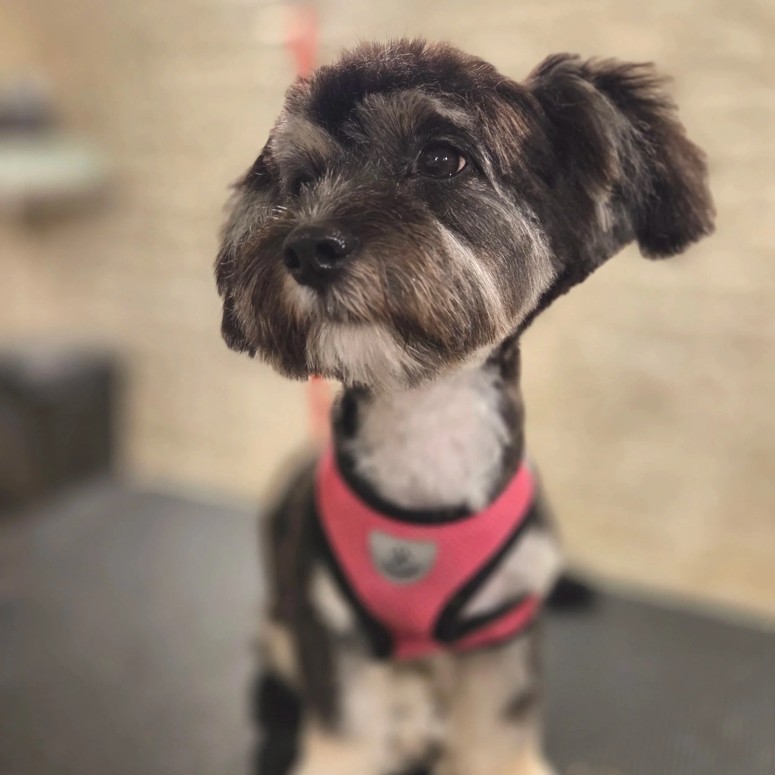 Yorkiepoo puppy full groom at home based one-to-one dog grooming studio, East End Groomers in Plaistow, East London