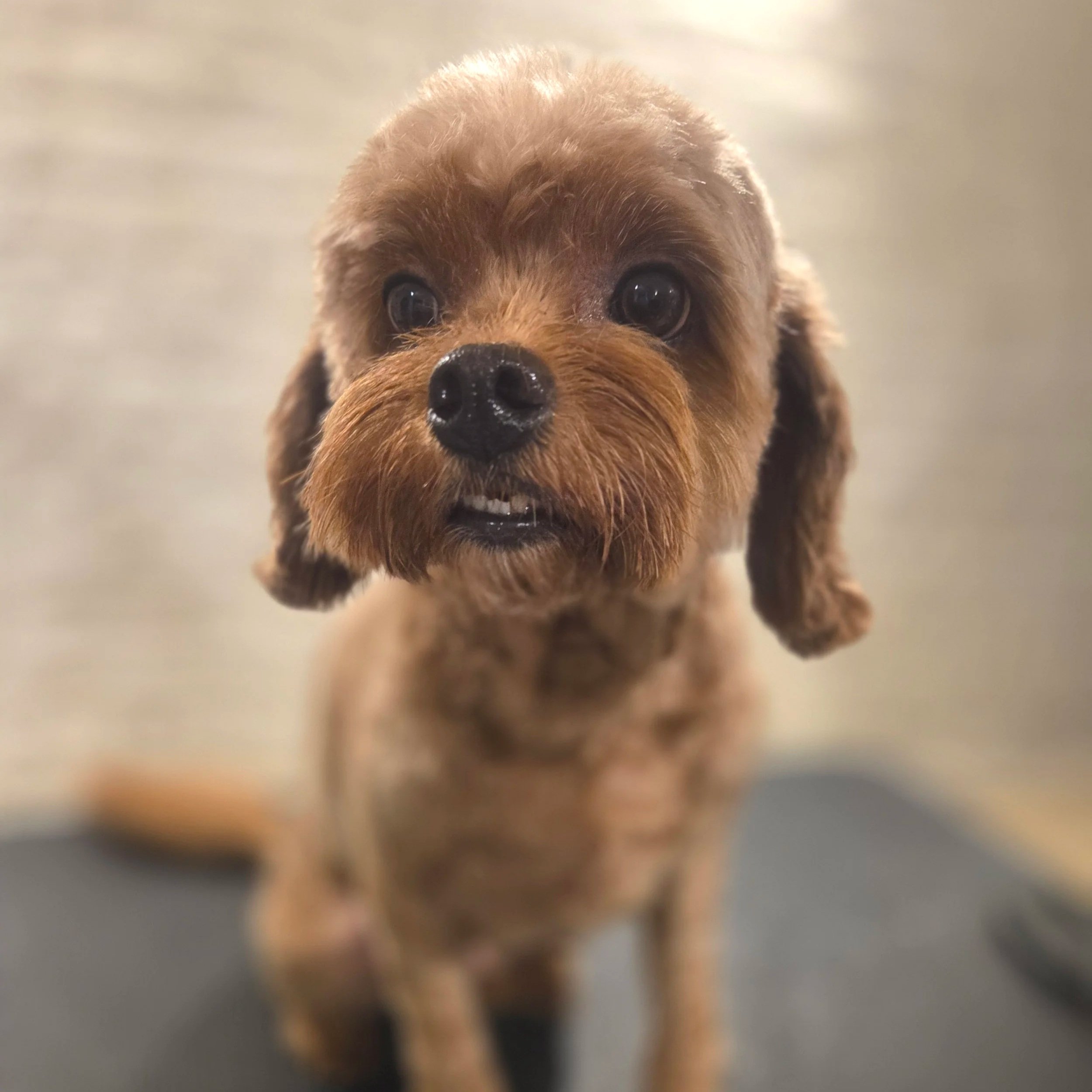 Cockapoo full groom
