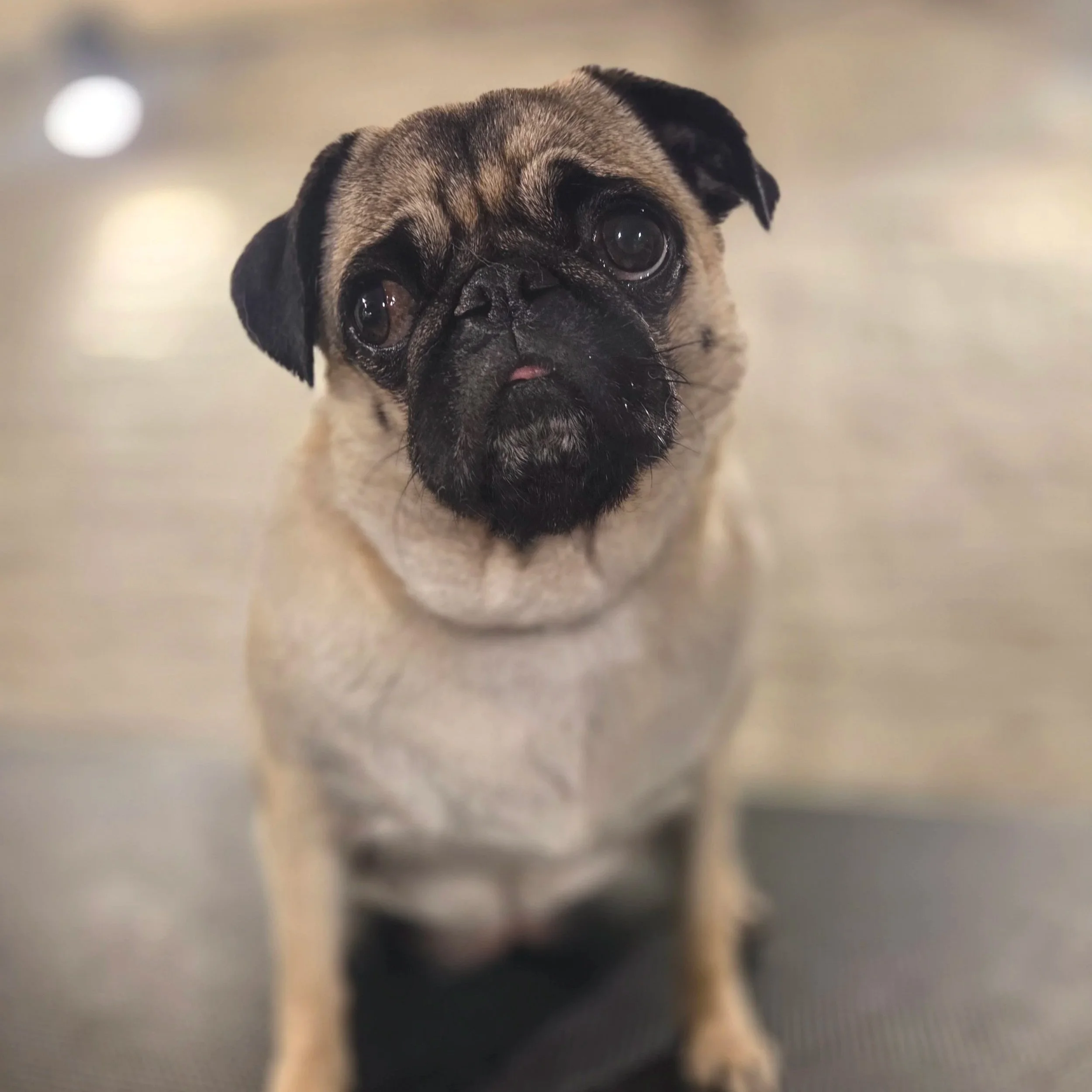 Pug wash & tidy