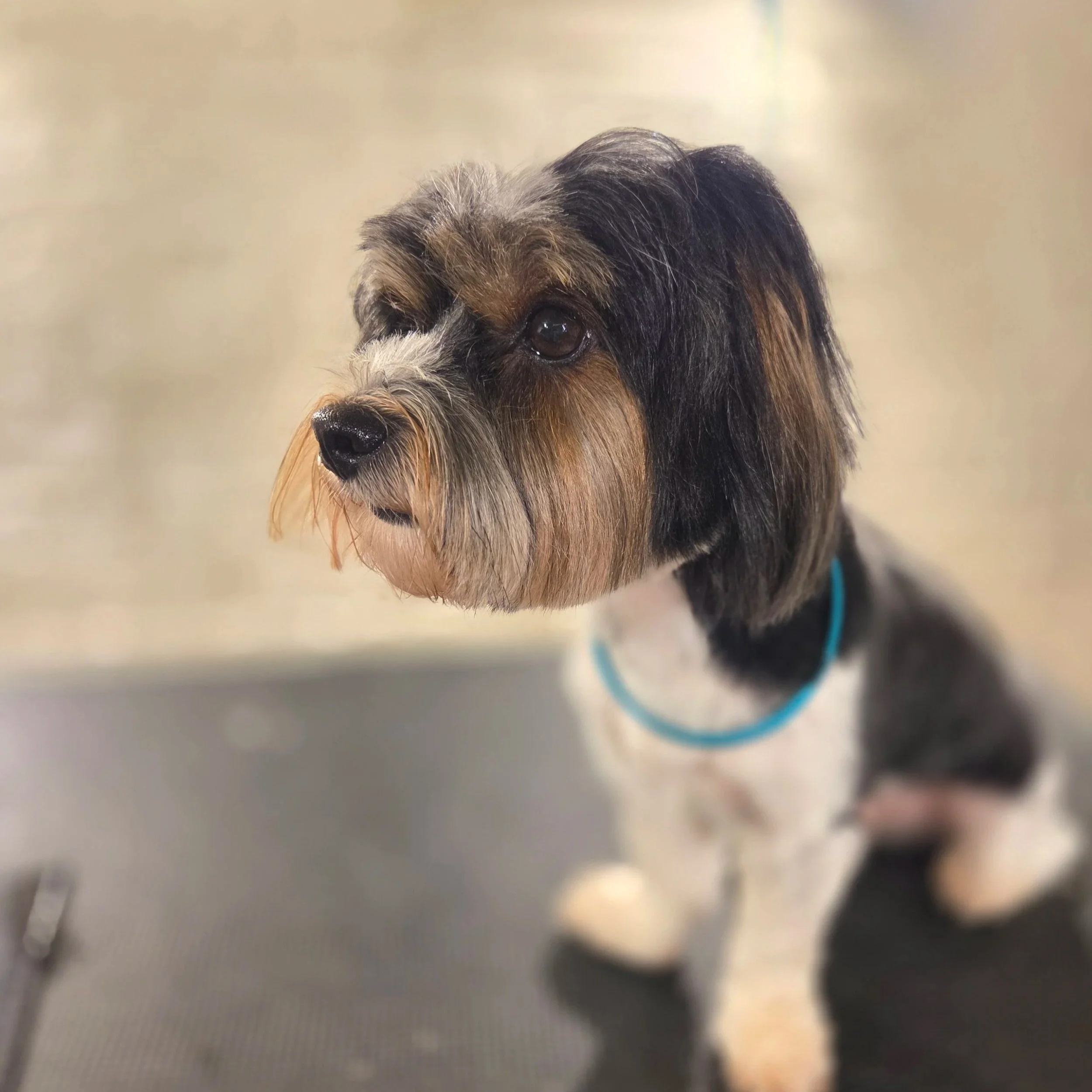 Mixed breed full groom