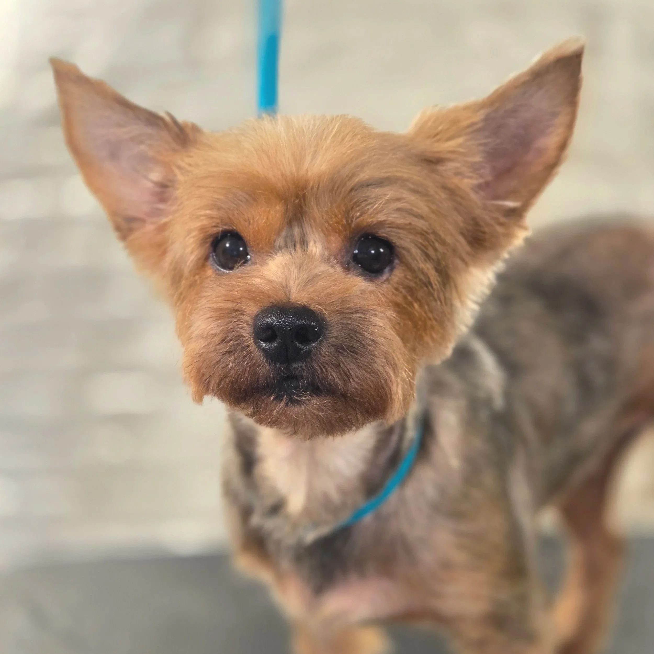 Yorkshire terrier full groom at East End dog Groomers in Plaistow, East London