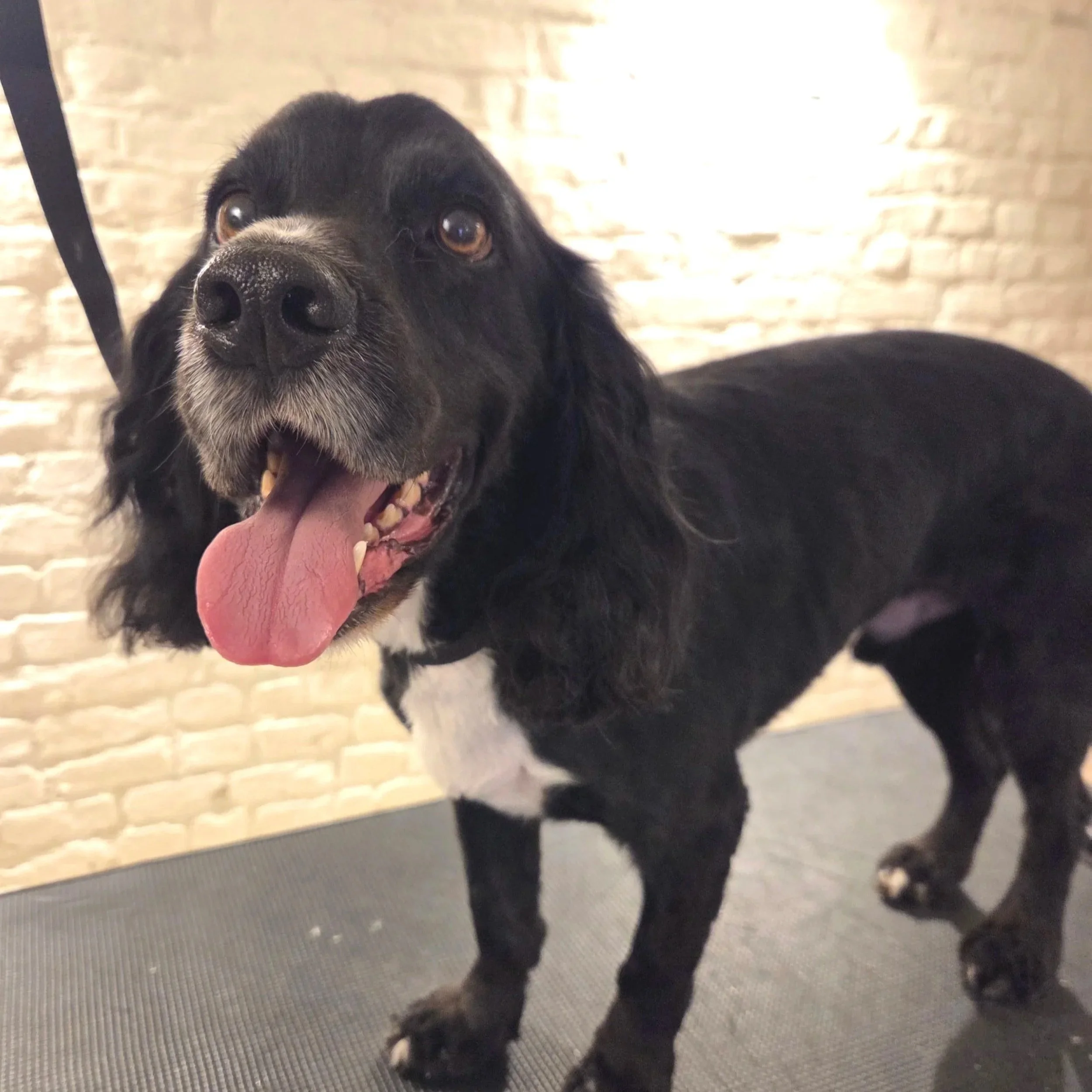 Cocker spaniel full groom at East End Groomers in Plaistow, East London