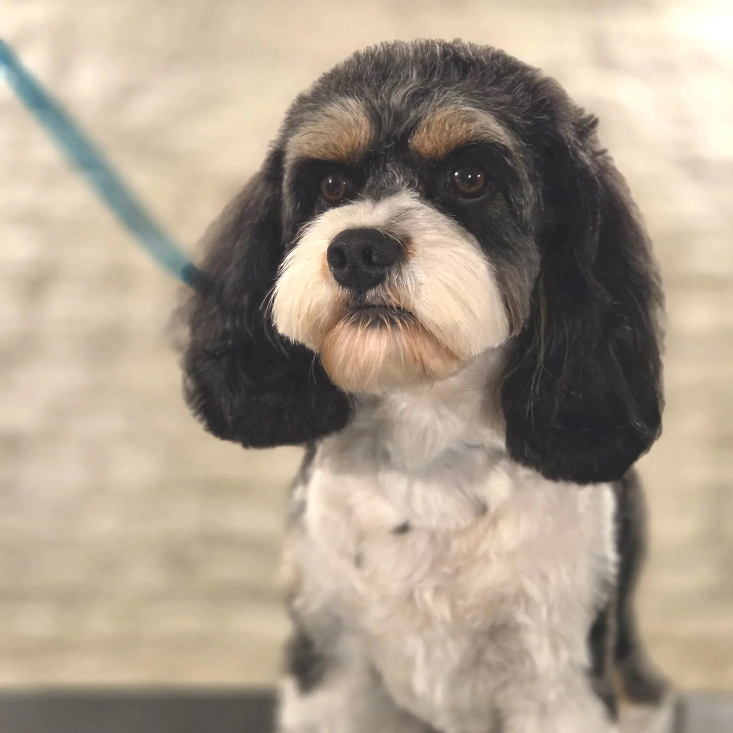 Cavapoo full groom at home based one-to-one East End Groomers in Plaistow, East London