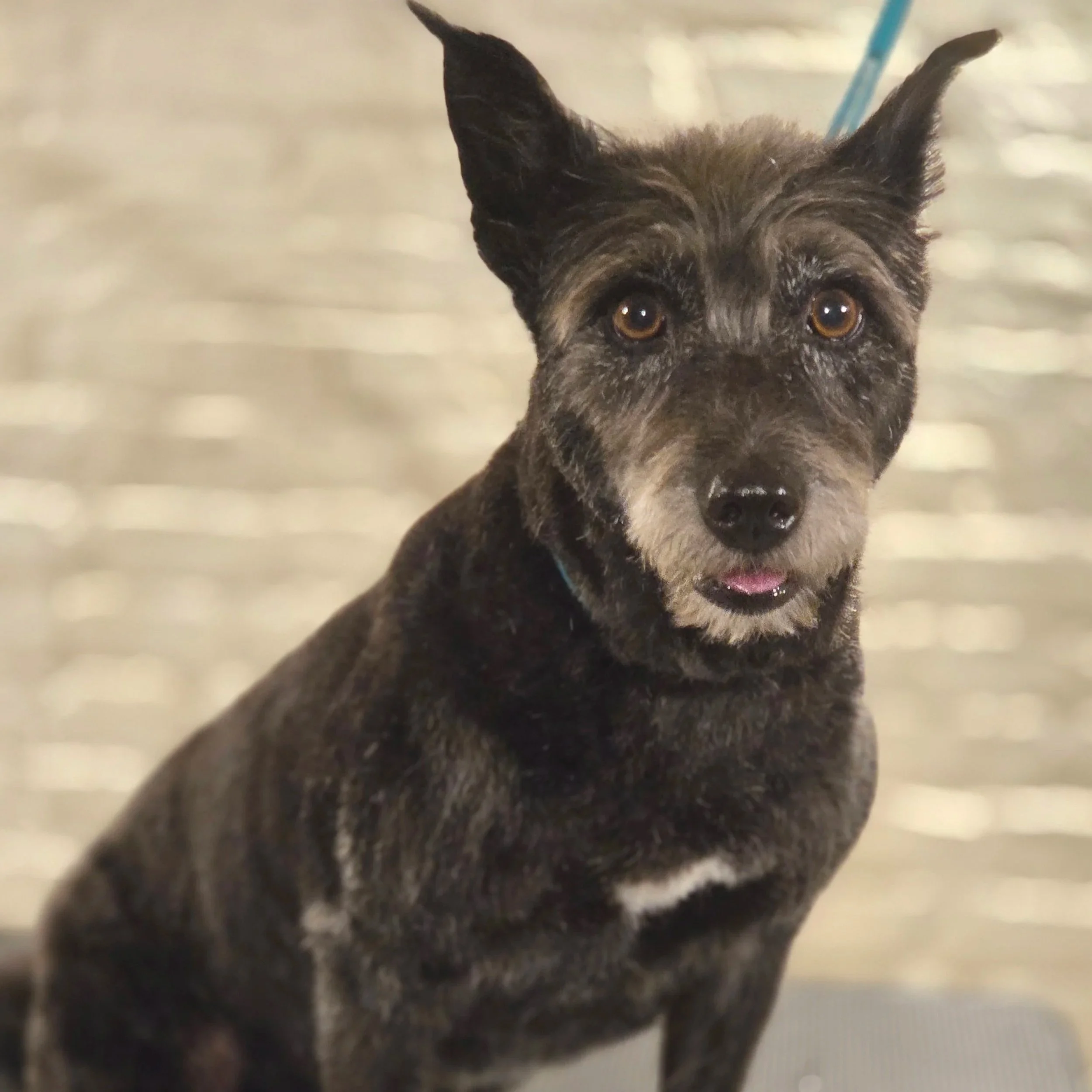 Mixed breed full groom East End Groomers in Plaistow, East London