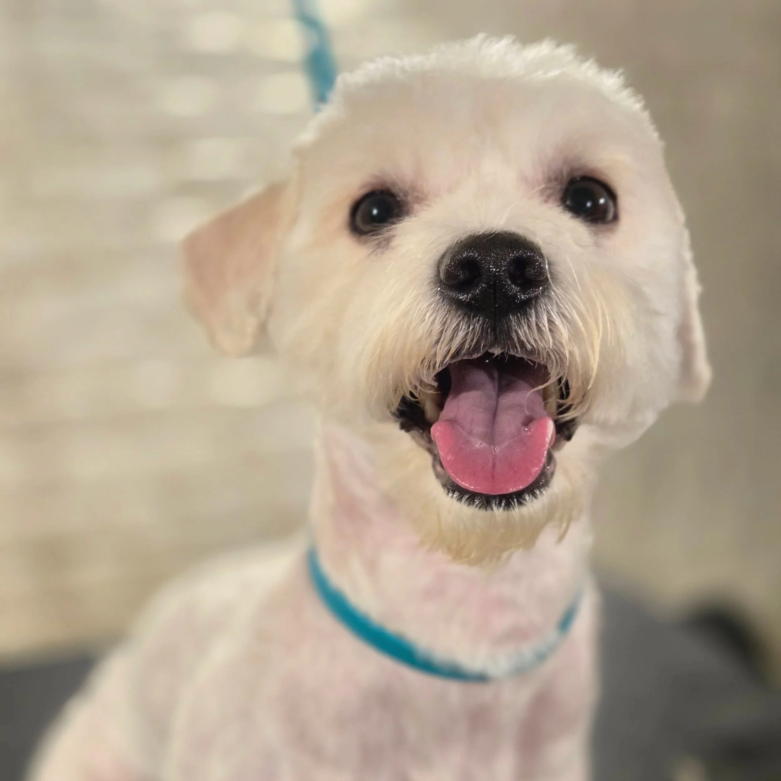 Mixed breed full groom at East End dog Groomers in Plaistow, East London