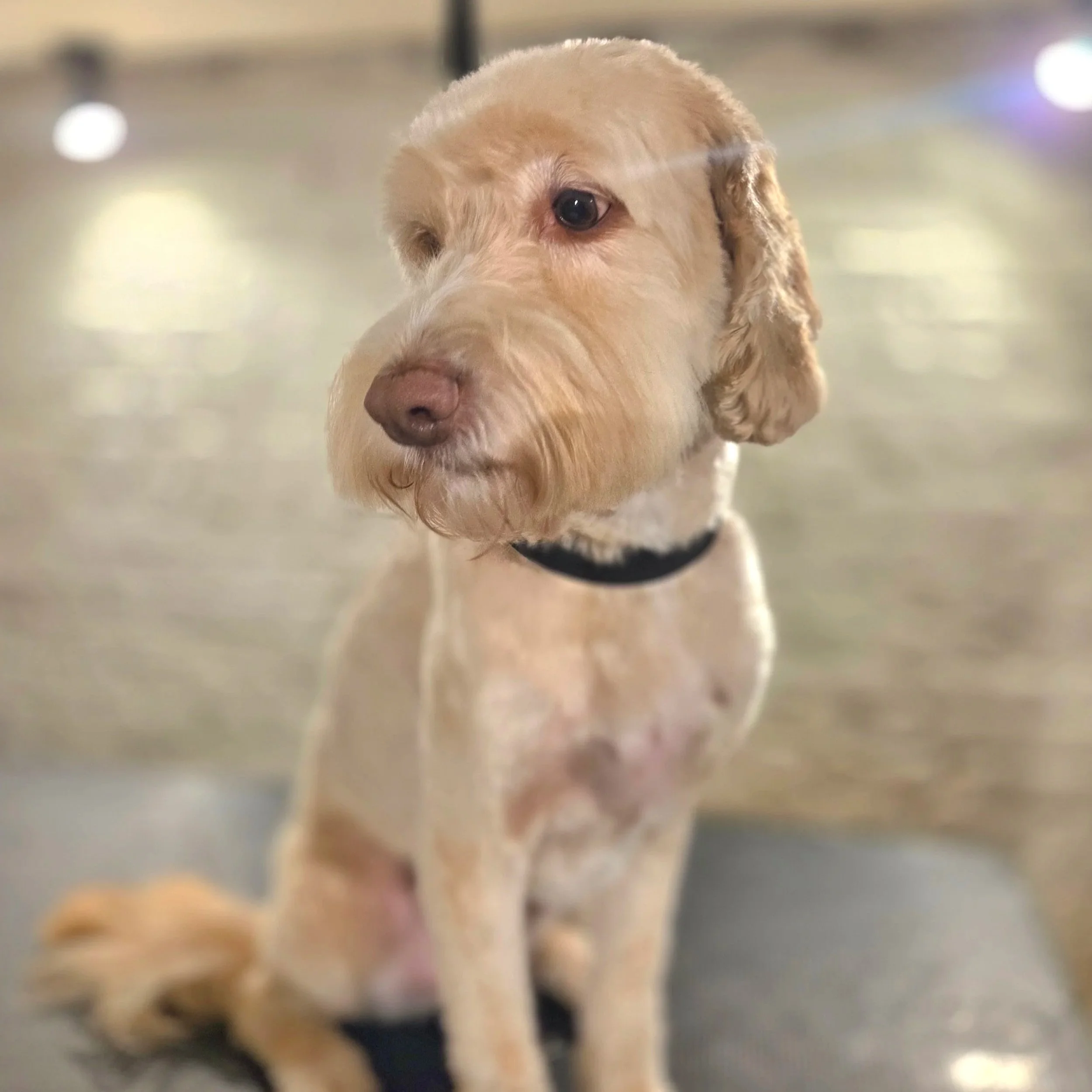 Cockapoo full groom East End dog Groomers in Plaistow, East London
