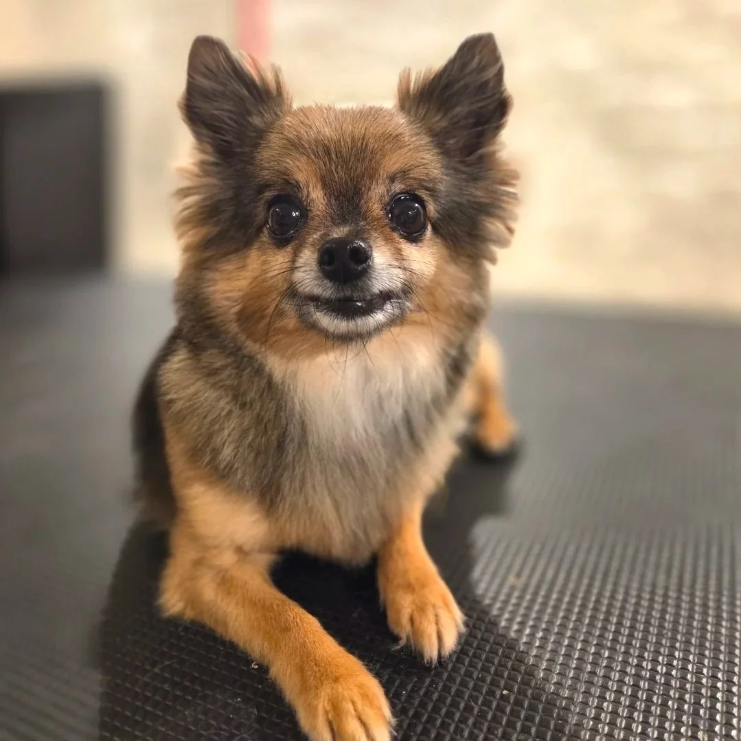 Long hair chihuahua full groom at one-to-one home based East End dog Groomers in Plaistow, East London