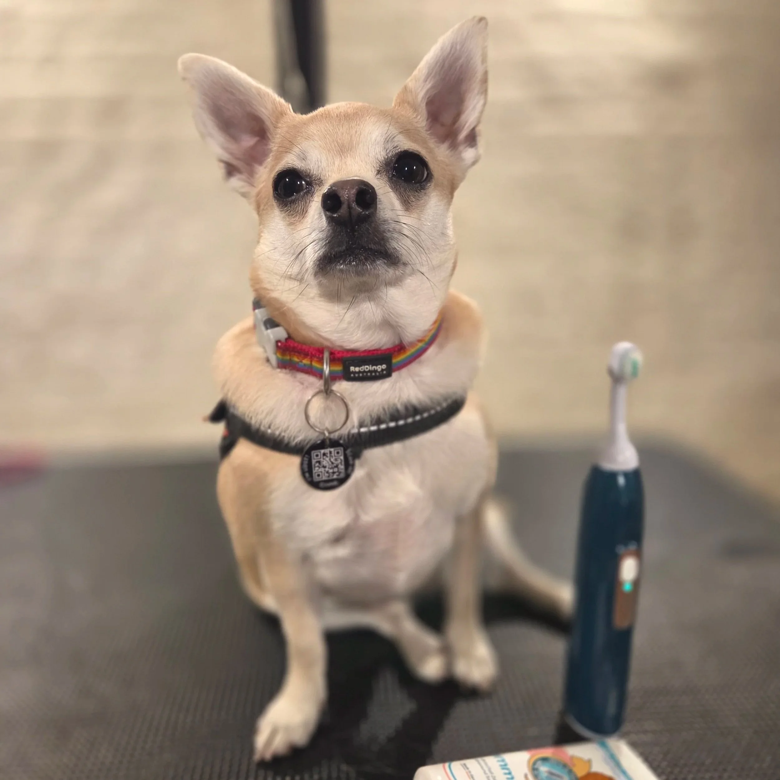 Short hair chihuaha emmie pet teeth clean at  East End Groomers in Plaistow, East London
