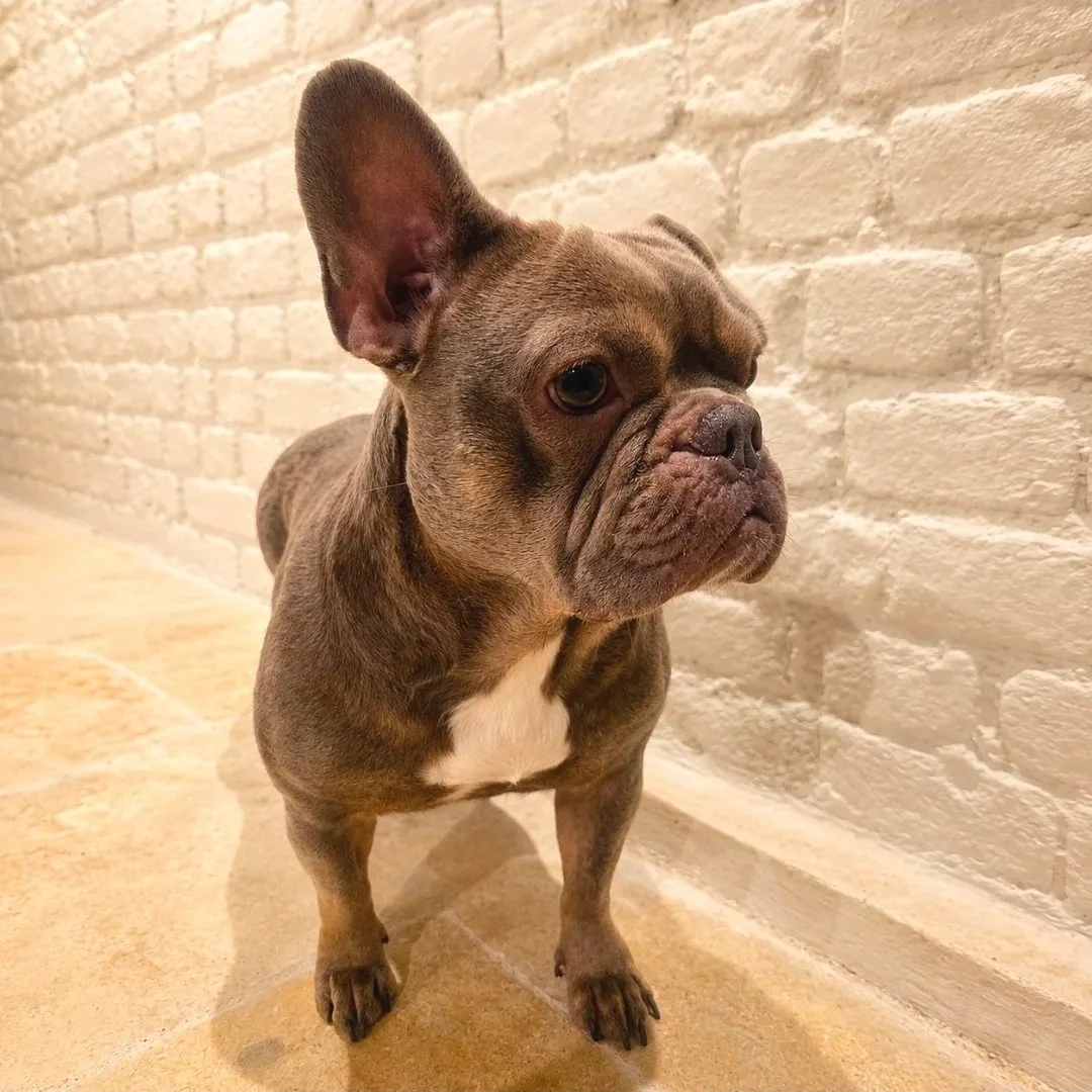 Frenchie full groom deshed at East End dog Groomers in Plaistow, East London