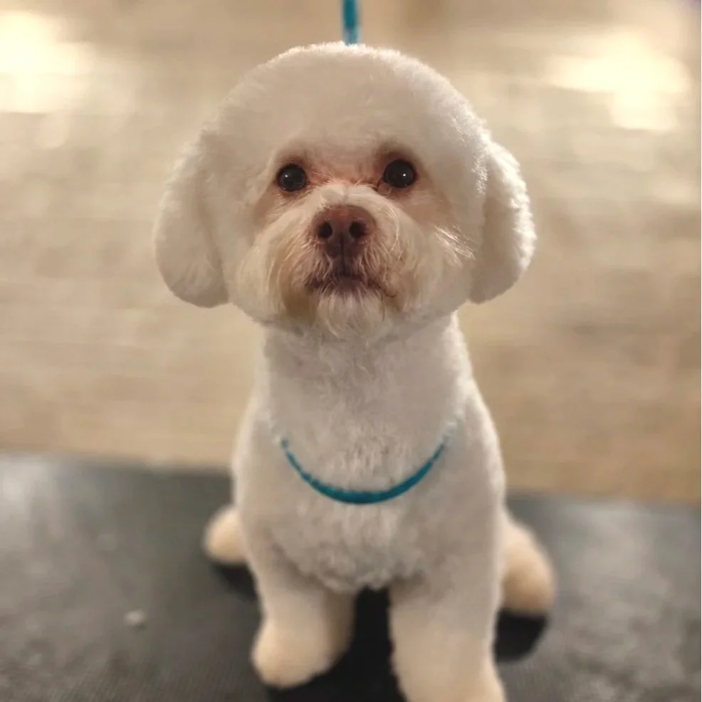 Bichon Frise full groom at East End dog Groomers in Plaistow, East London, home-based one-to-one grooming