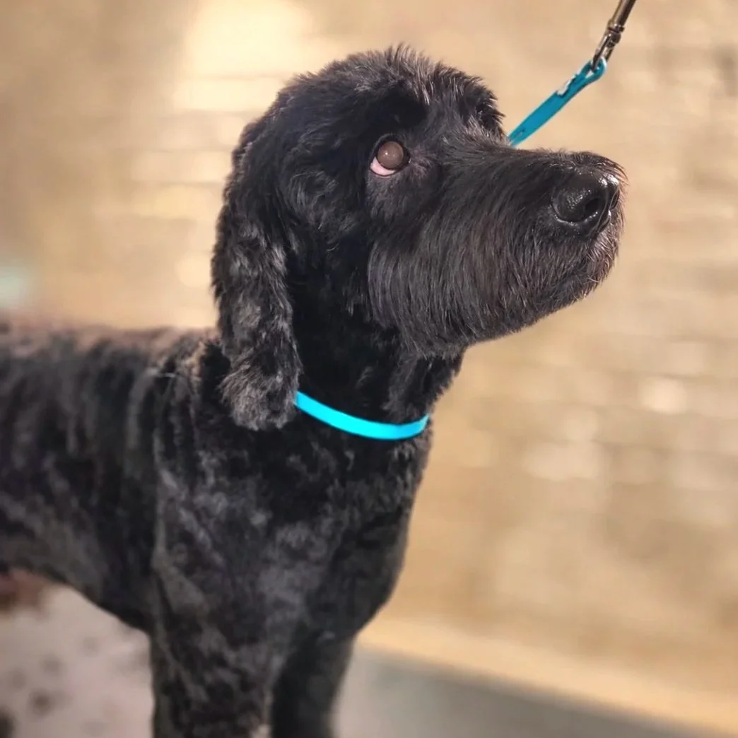 Cockapoo full groom at East End dog Groomers in Plaistow, East London, relaxed one-to-one dog grooming